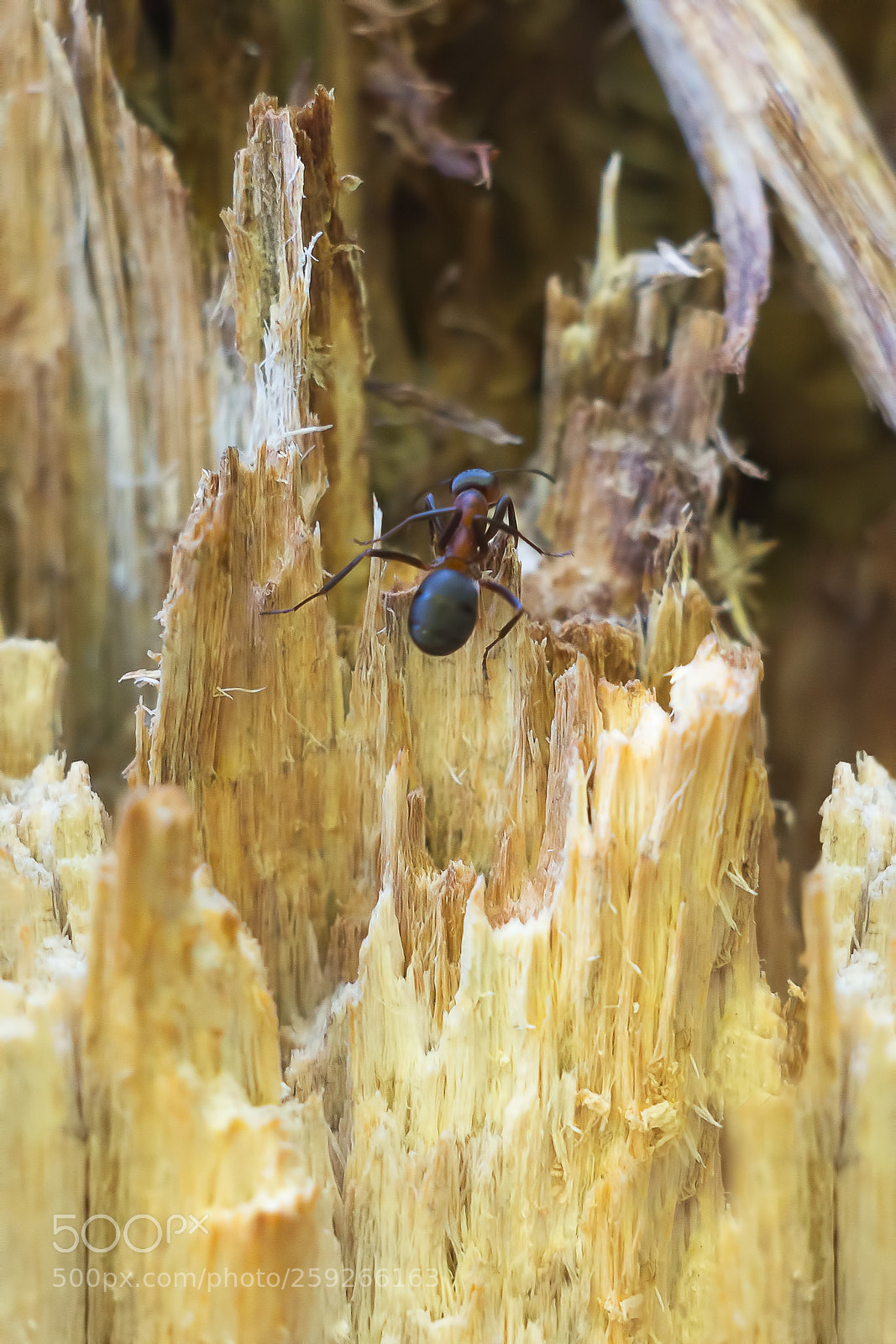 Canon EOS 700D (EOS Rebel T5i / EOS Kiss X7i) sample photo. Ant the climber =) photography
