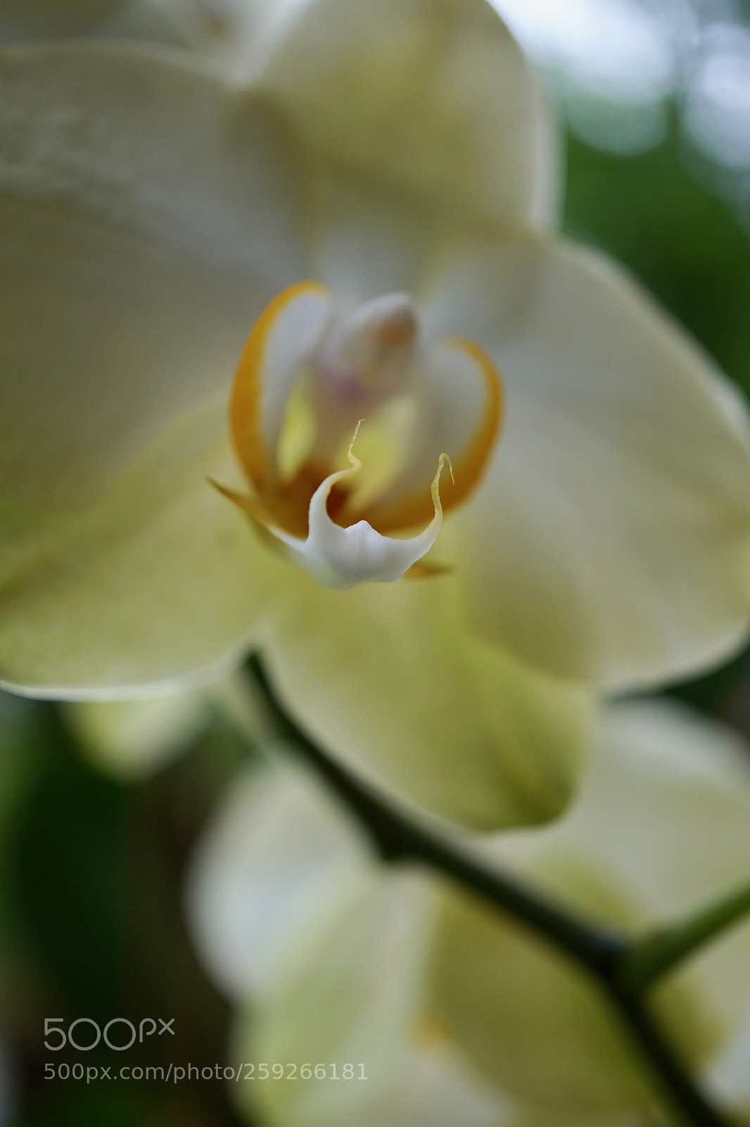 Sony a6500 sample photo. Orchidee photography