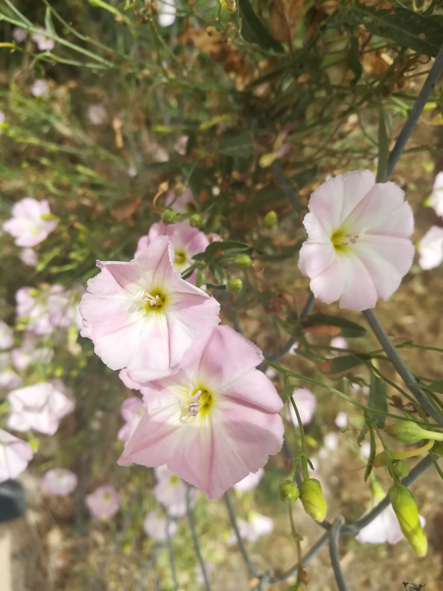 HUAWEI honor 6x sample photo. Wild type of flower photography