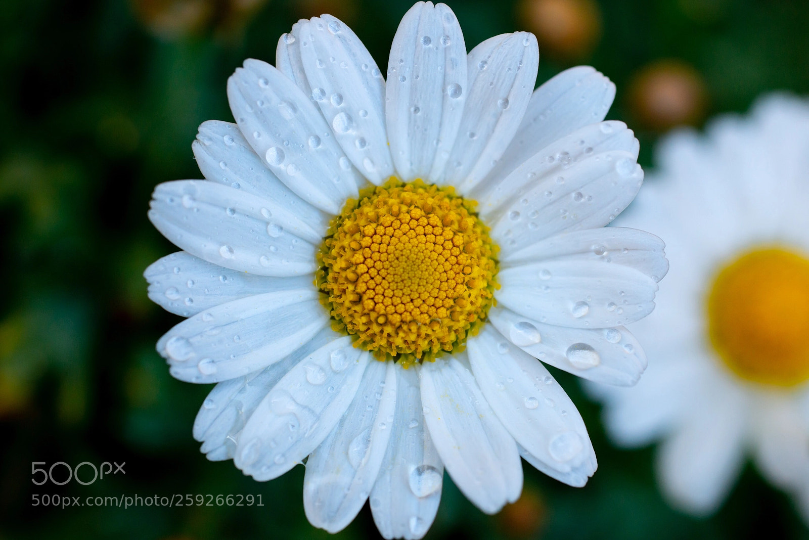 Nikon D800 sample photo. Daisy photography