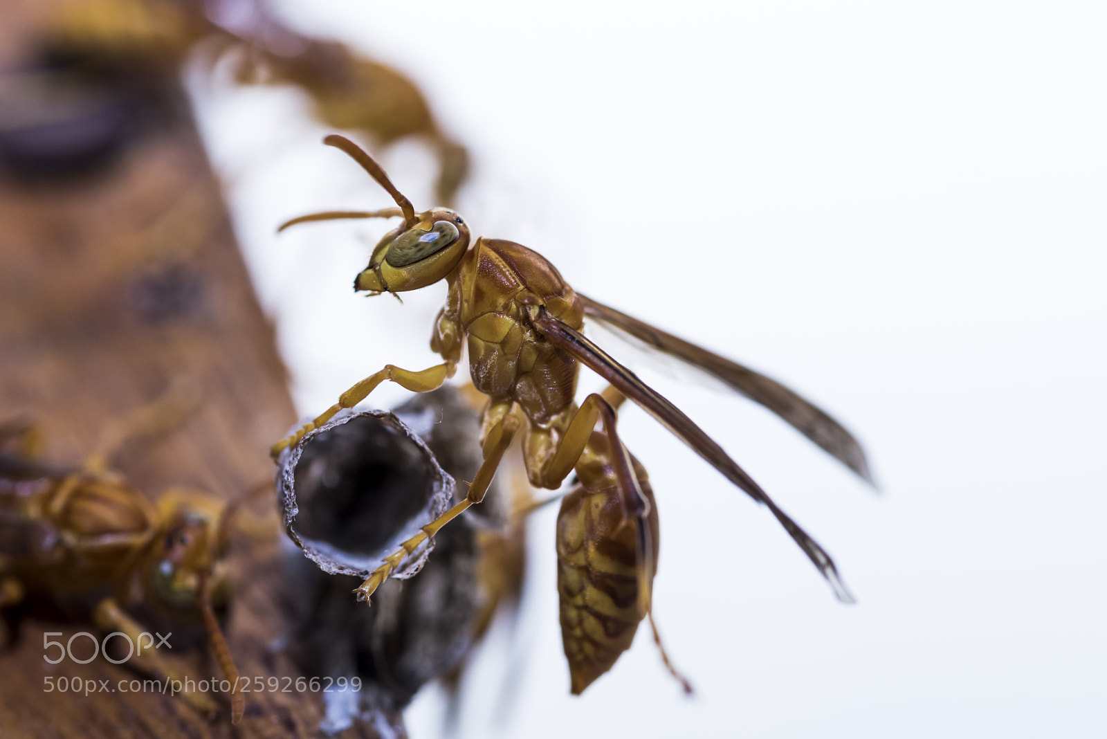 Nikon D750 sample photo. Hornet building nest photography