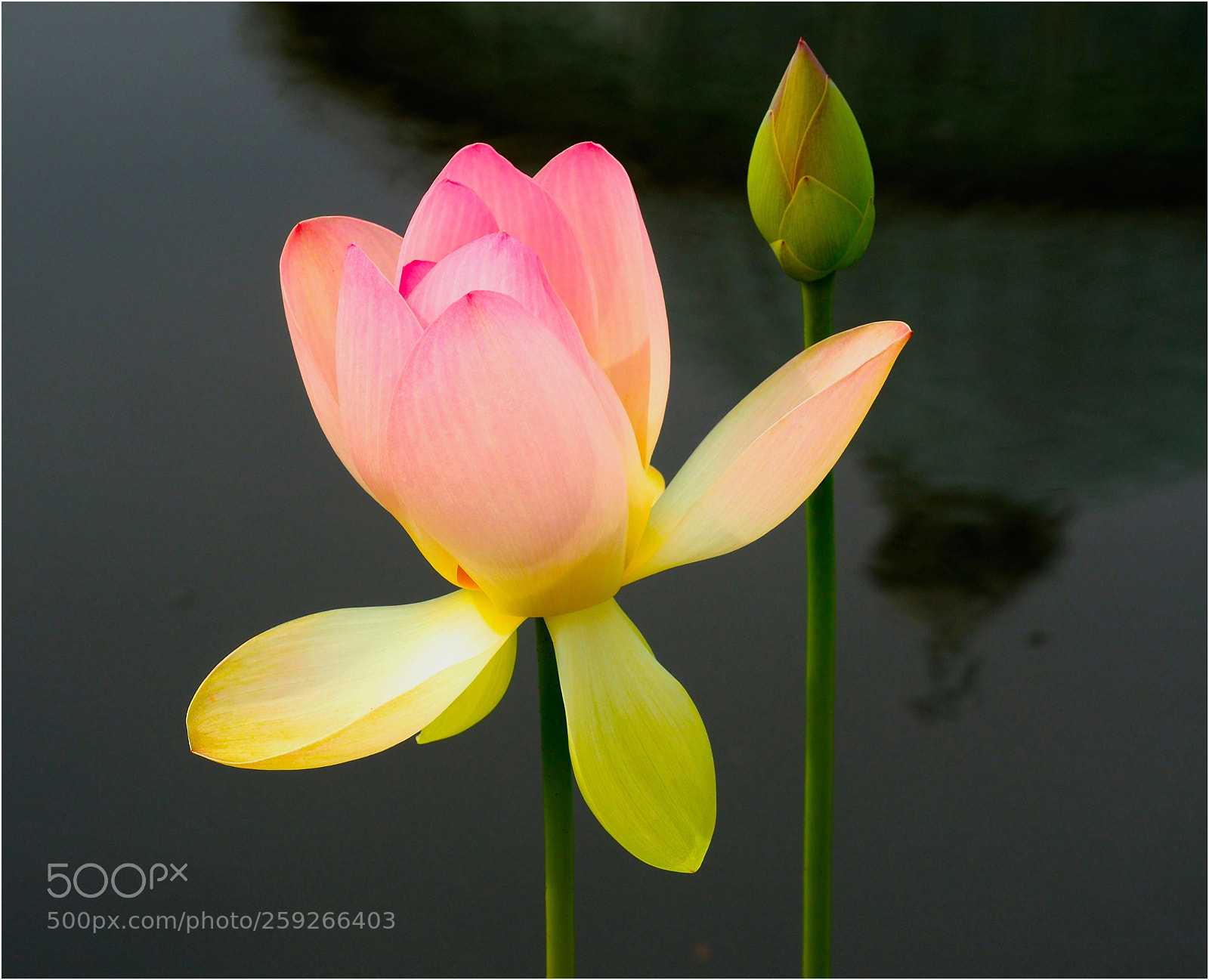 Olympus OM-D E-M5 II sample photo. Lotus photography