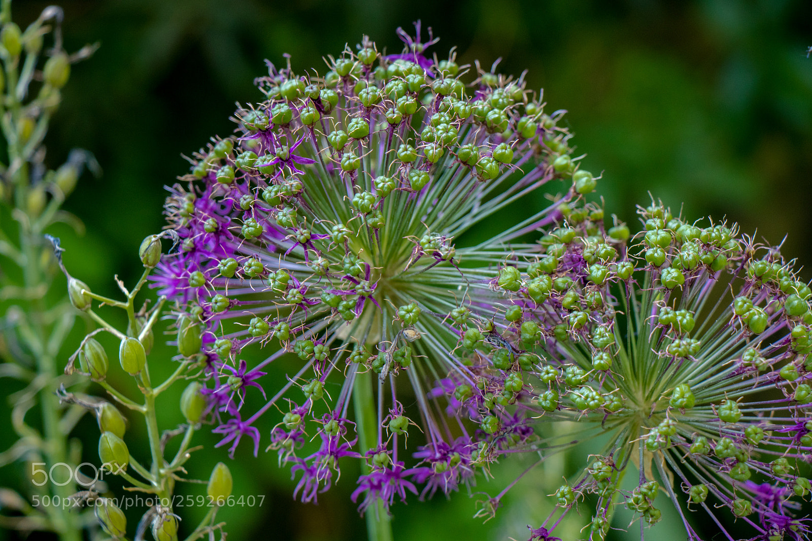 Canon EOS 80D sample photo. Allium photography