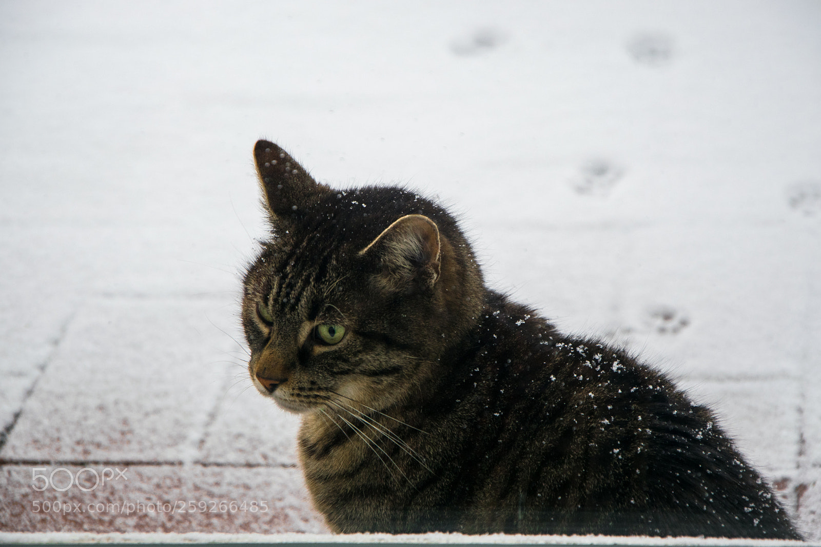 Nikon D5300 sample photo. Untitled photography