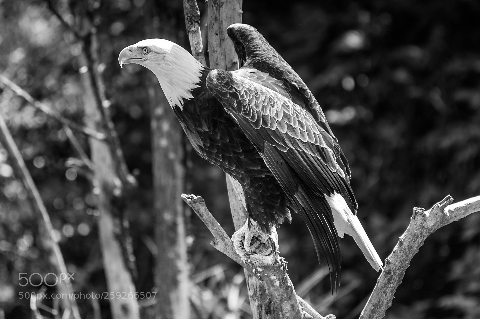 Sony Alpha DSLR-A850 sample photo. Bald eagle to take photography