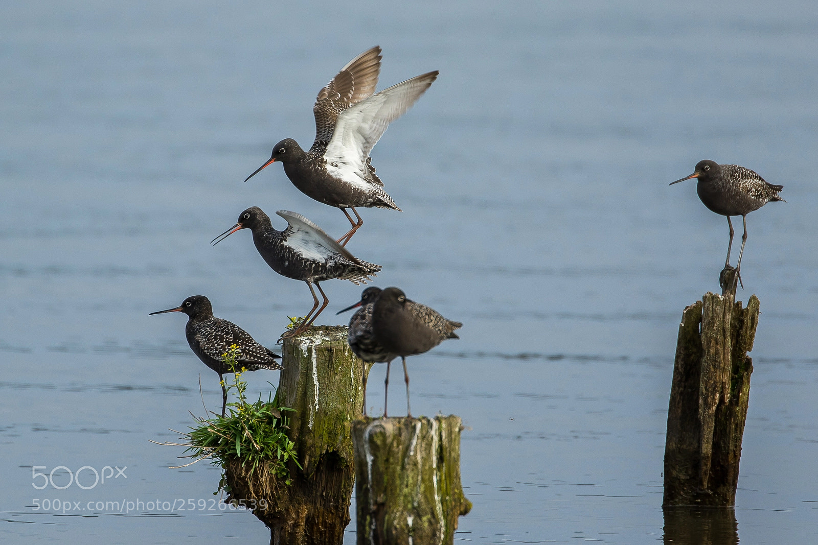 Canon EOS 7D Mark II sample photo. Spotted redshank photography