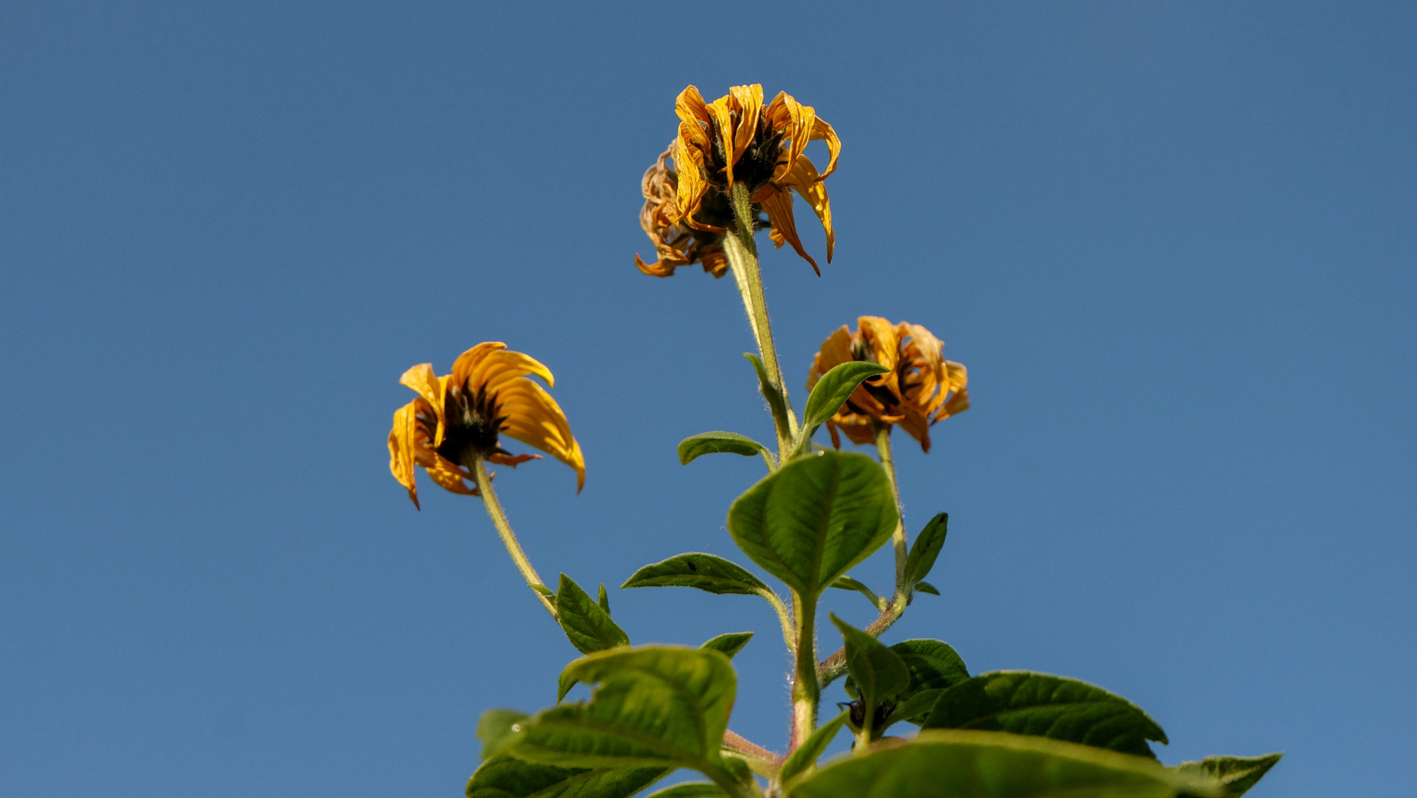 Fujifilm X-A1 sample photo