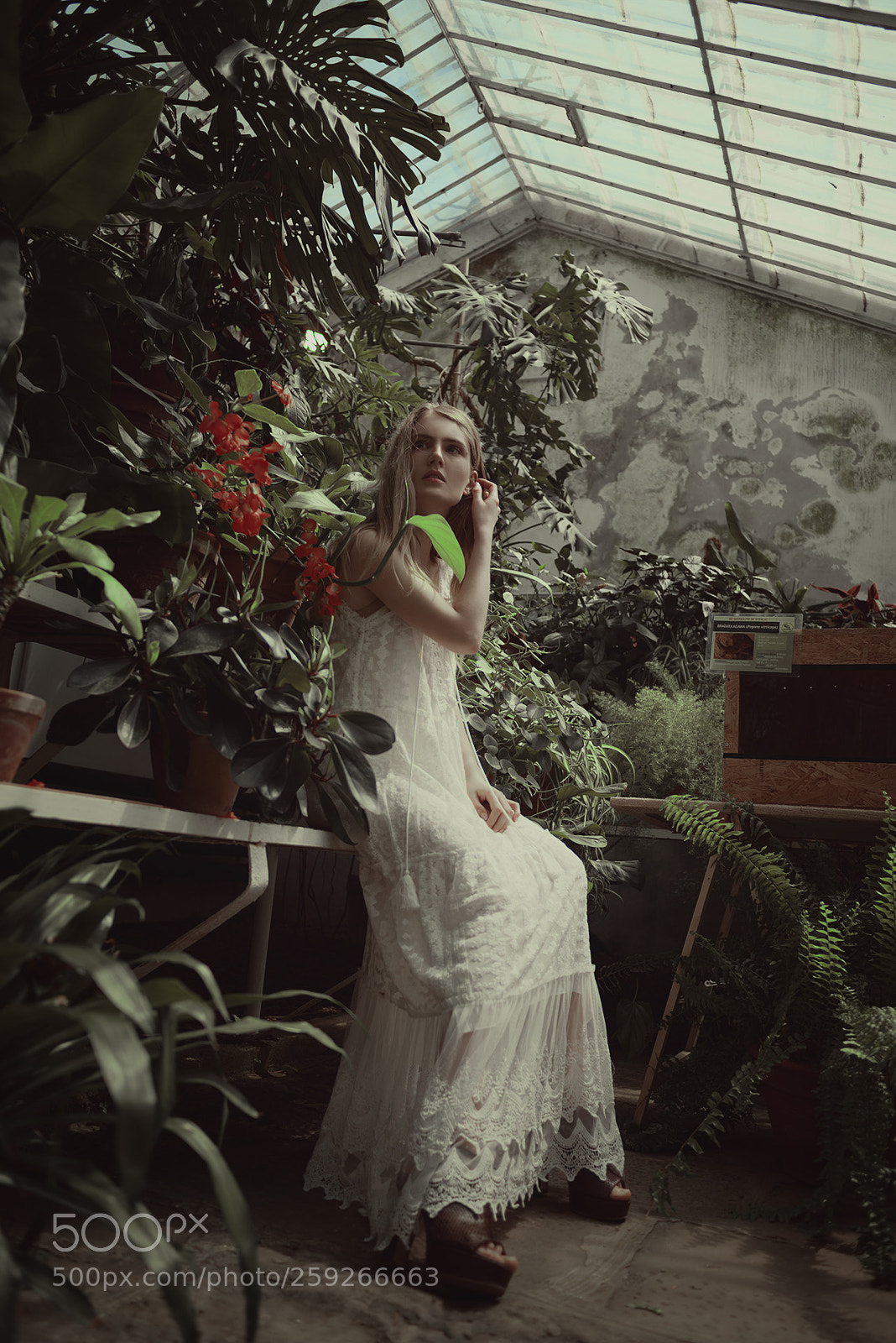 Nikon D750 sample photo. Le botanique photography