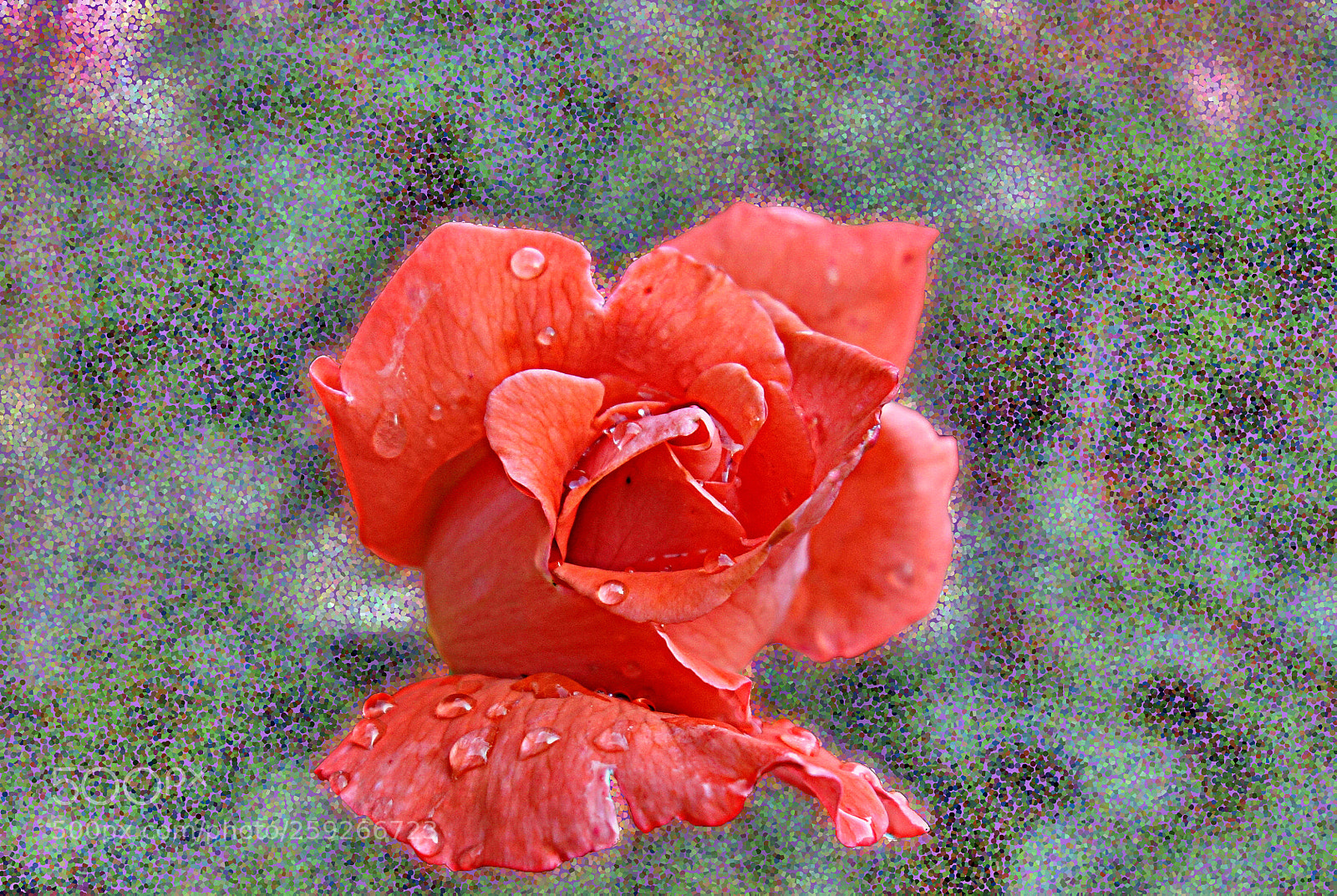 Sony Cyber-shot DSC-RX100 sample photo. Rosa color arancio photography