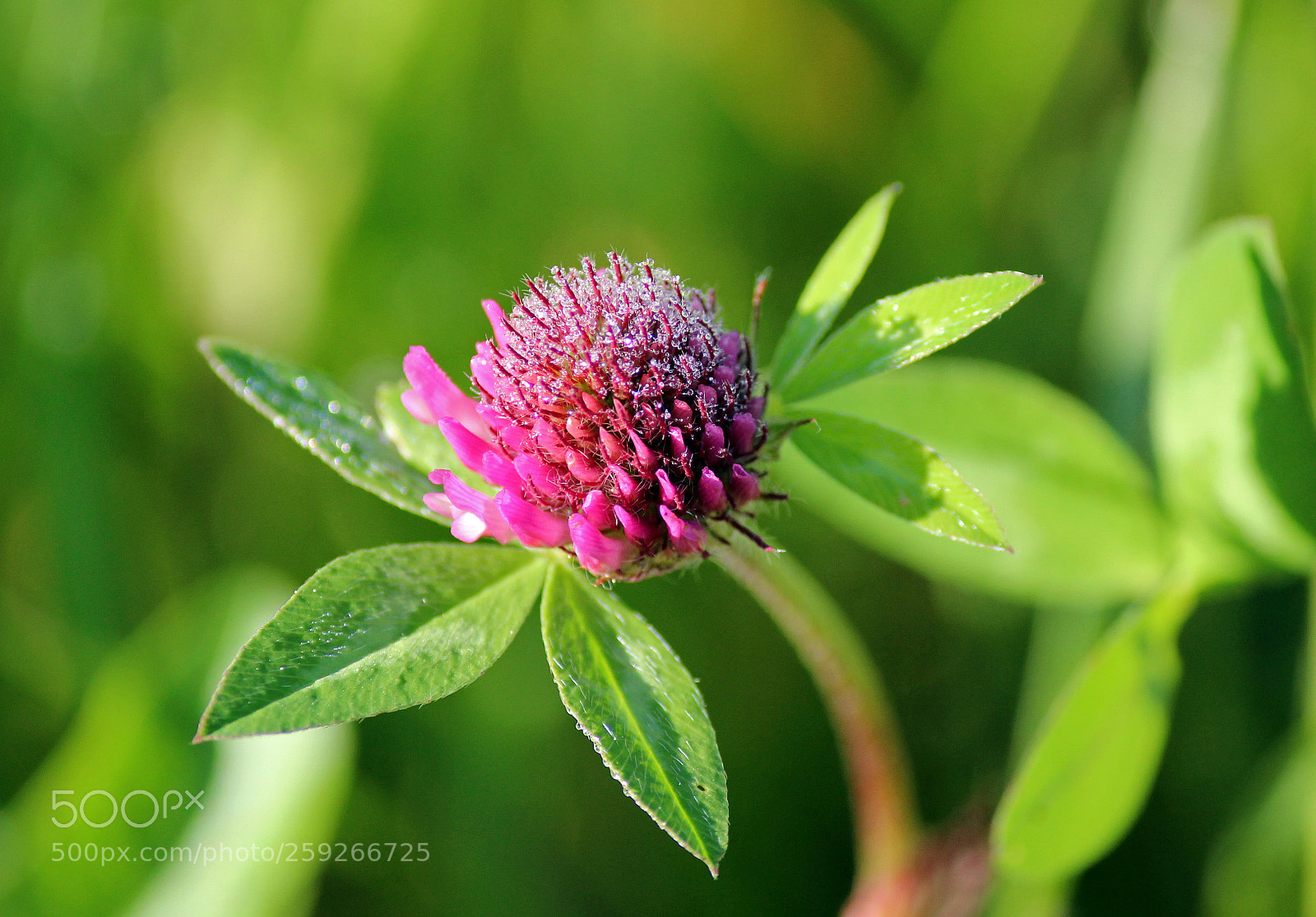 Canon EOS 600D (Rebel EOS T3i / EOS Kiss X5) sample photo. A new life begins photography