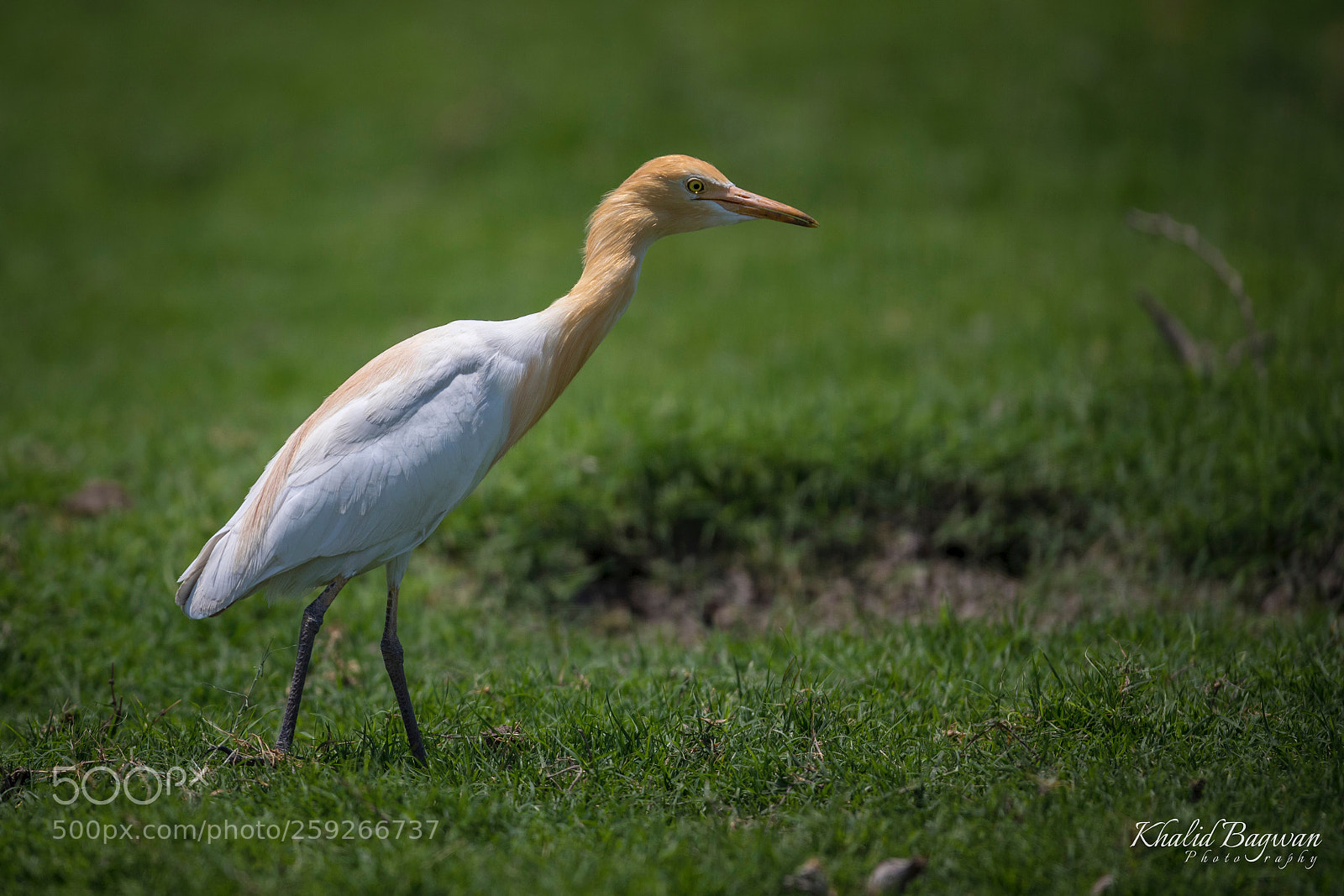 Canon EOS 7D Mark II sample photo. Cattle egret in breeding photography