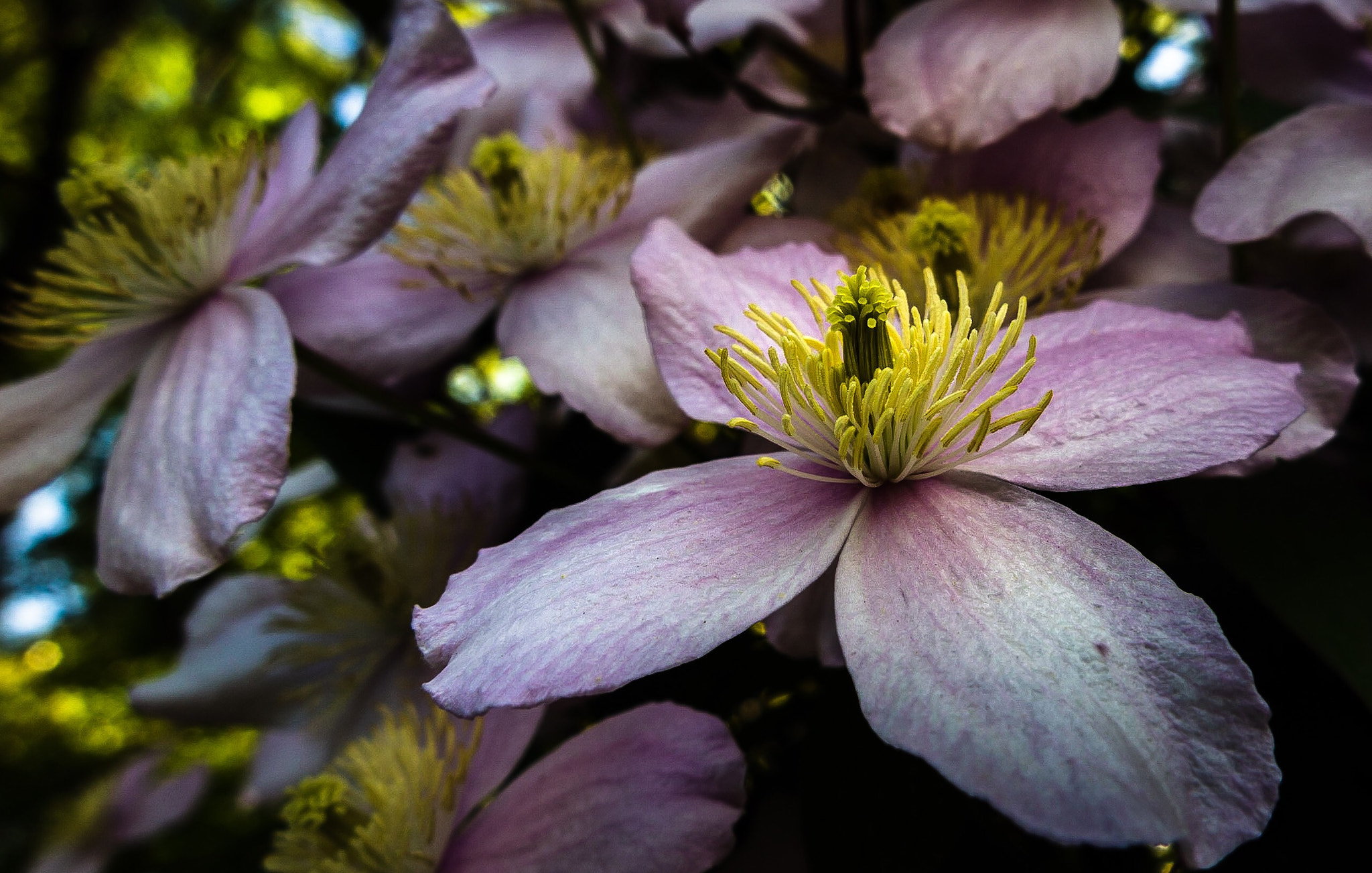 Canon PowerShot G1 X Mark II sample photo. Bunches of spring  photography