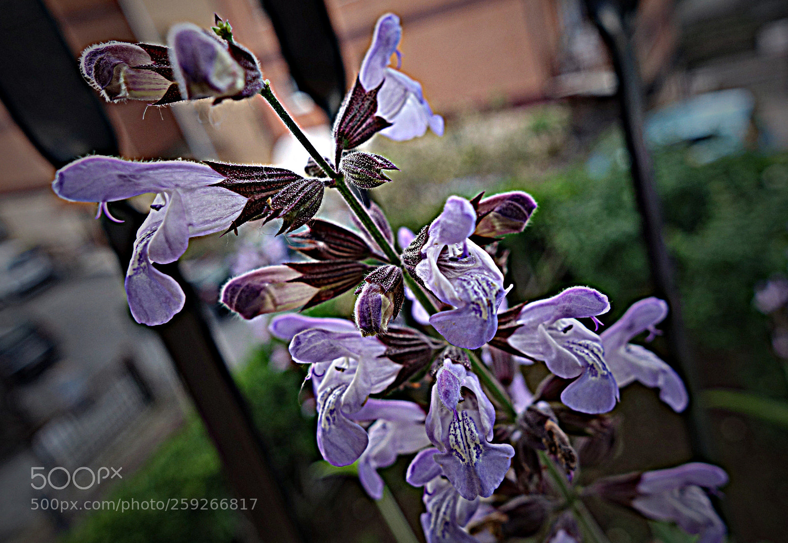 Sony Cyber-shot DSC-RX100 sample photo. Fiori di salvia photography