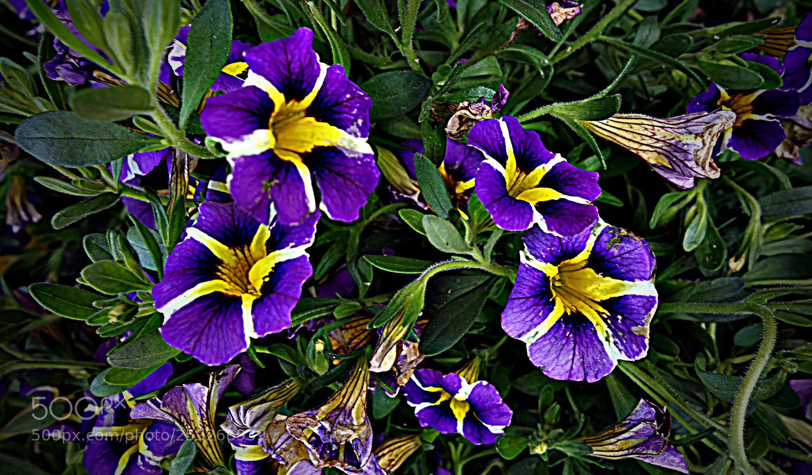 Sony Cyber-shot DSC-RX100 sample photo. Fiori di luca photography