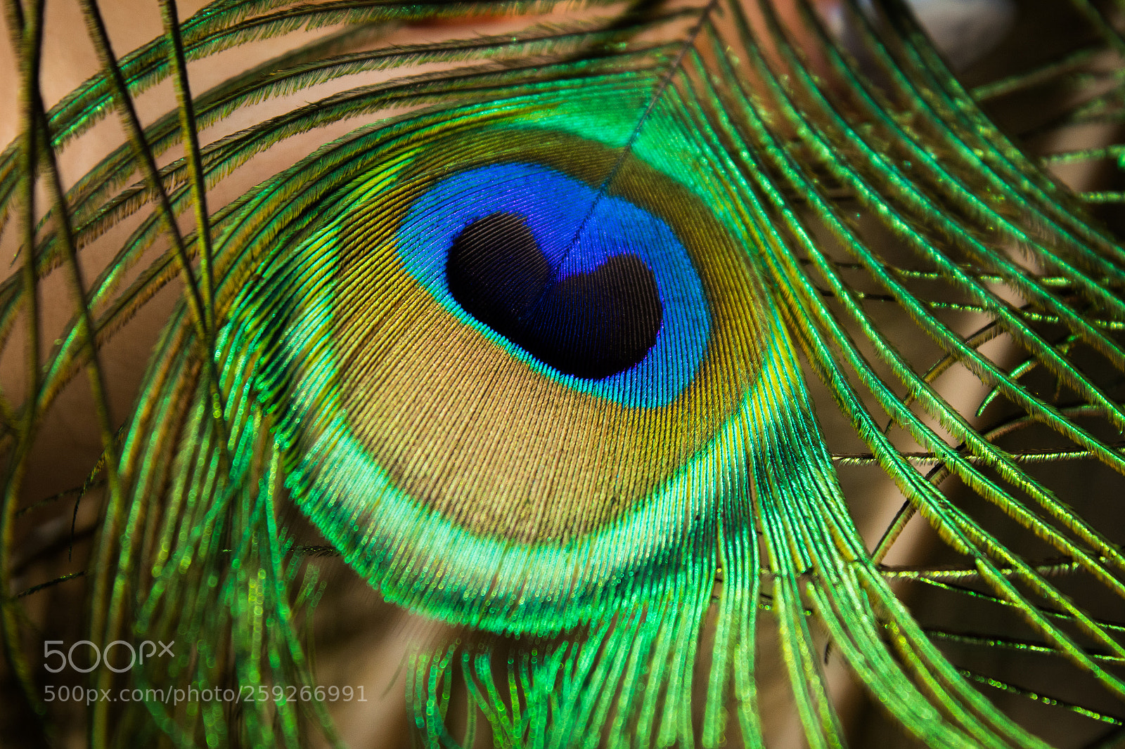 Canon EOS 1300D (EOS Rebel T6 / EOS Kiss X80) sample photo. Peacock feather detail photography