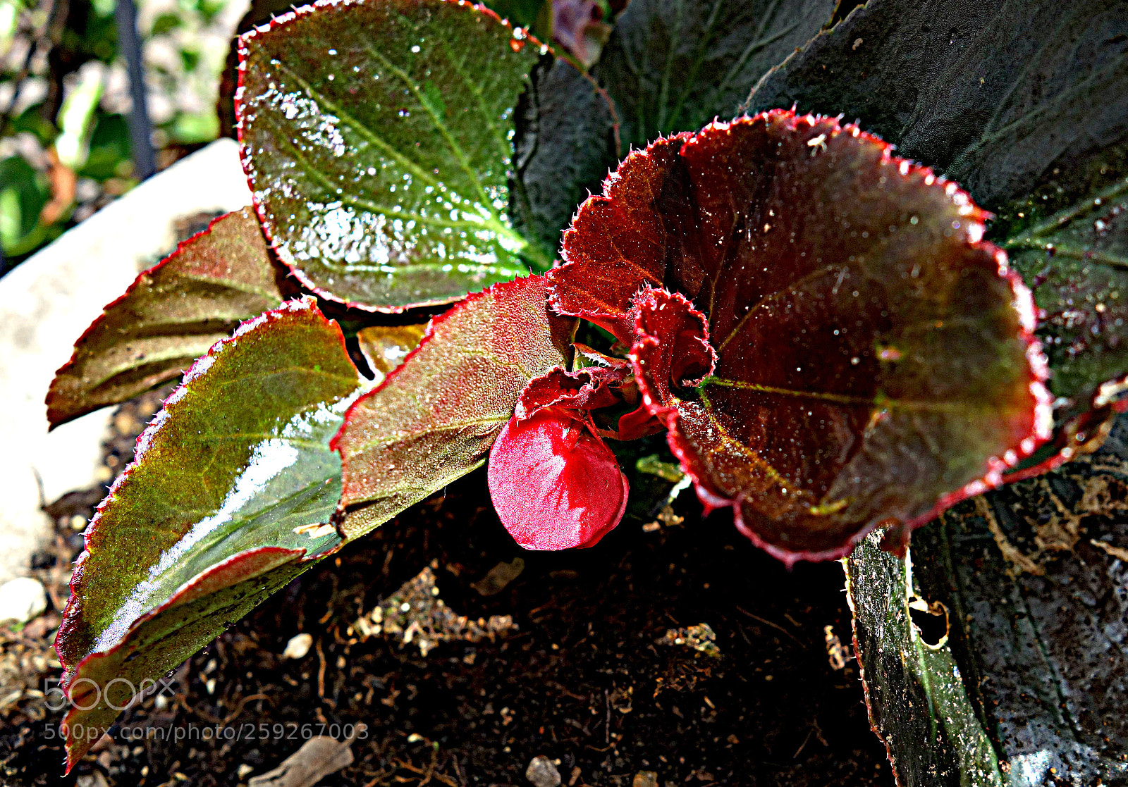Sony Cyber-shot DSC-RX100 sample photo. Begonia photography