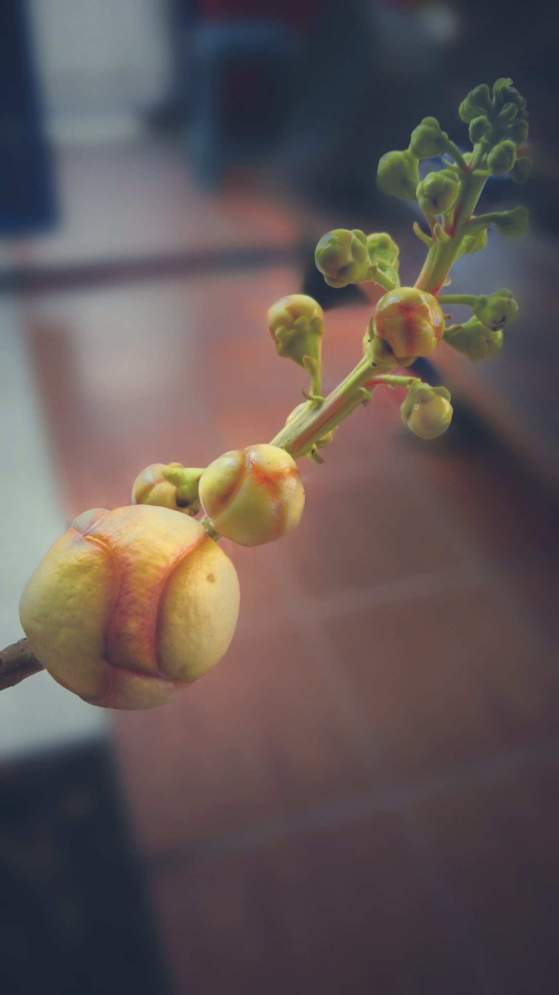 Sony Xperia X sample photo. Cannonball flower photography