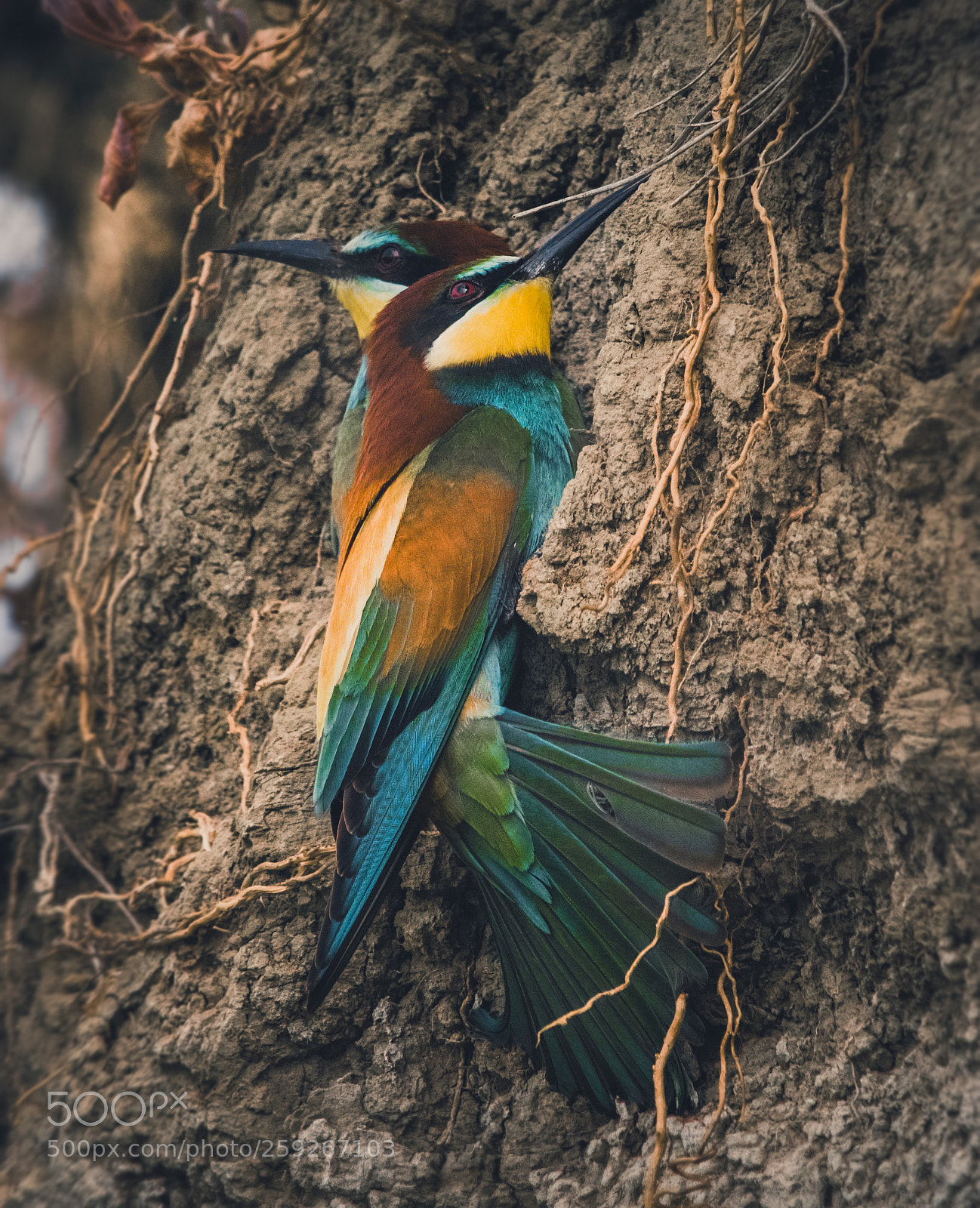 Canon EOS 700D (EOS Rebel T5i / EOS Kiss X7i) sample photo. Bee eater photography