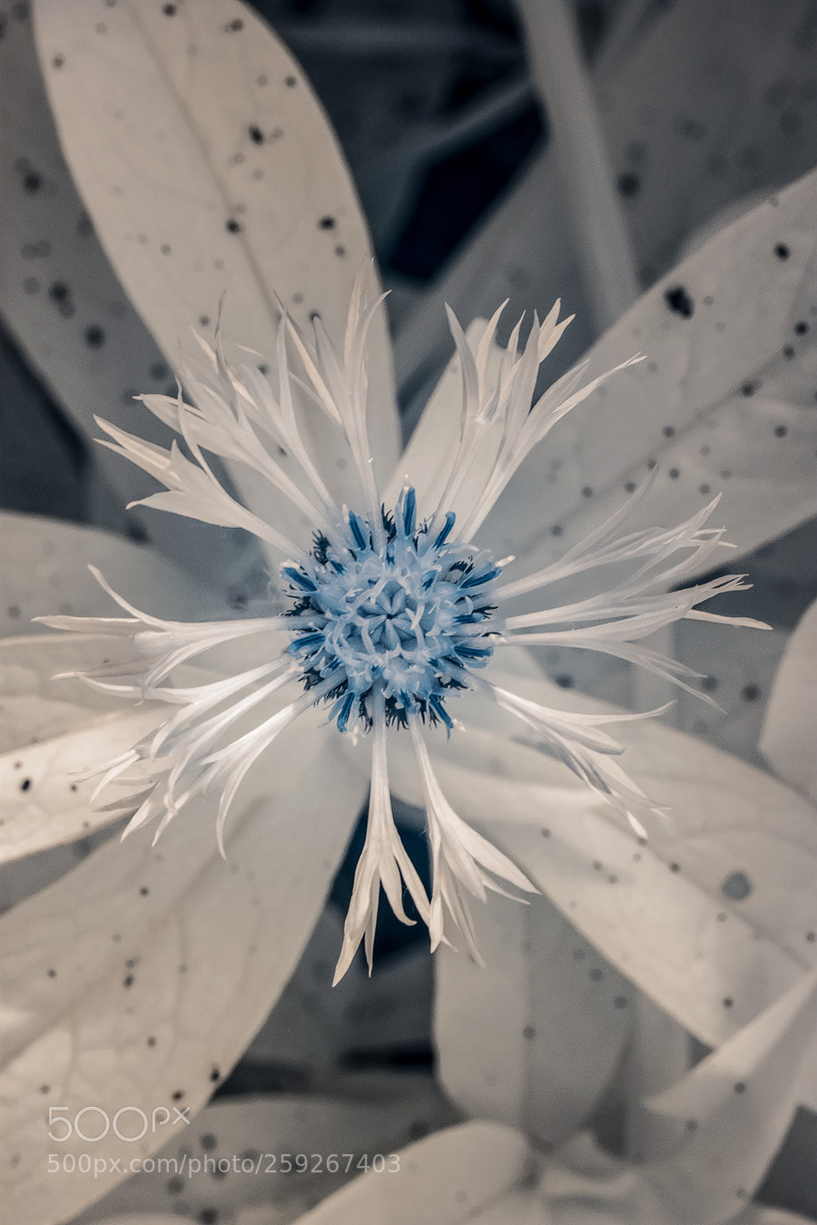 Canon EOS 50D sample photo. Cornflower photography