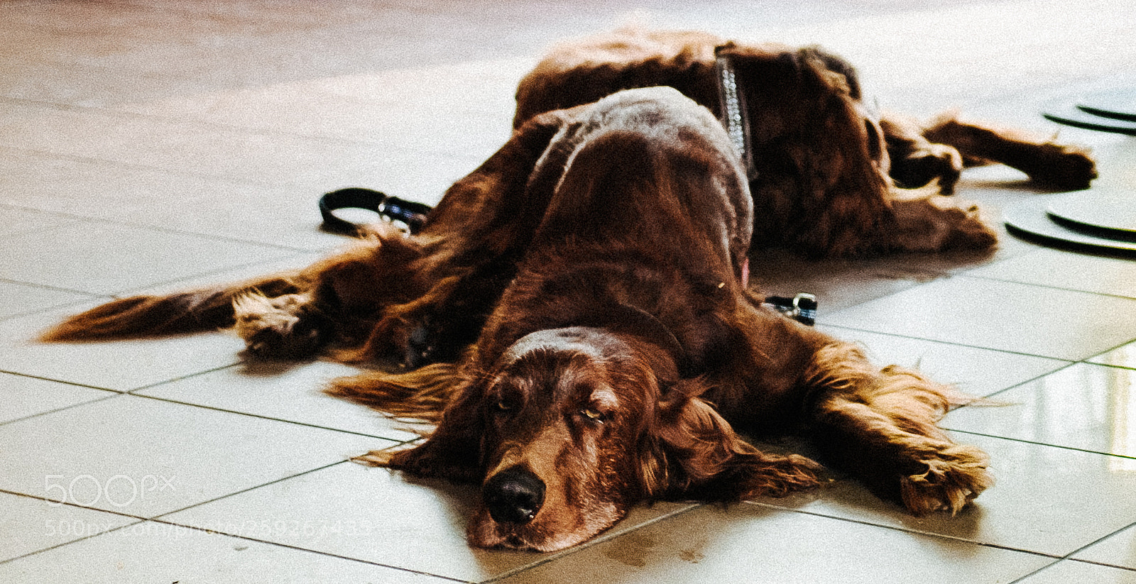 Fujifilm X100F sample photo. A tired dog. somewhere photography