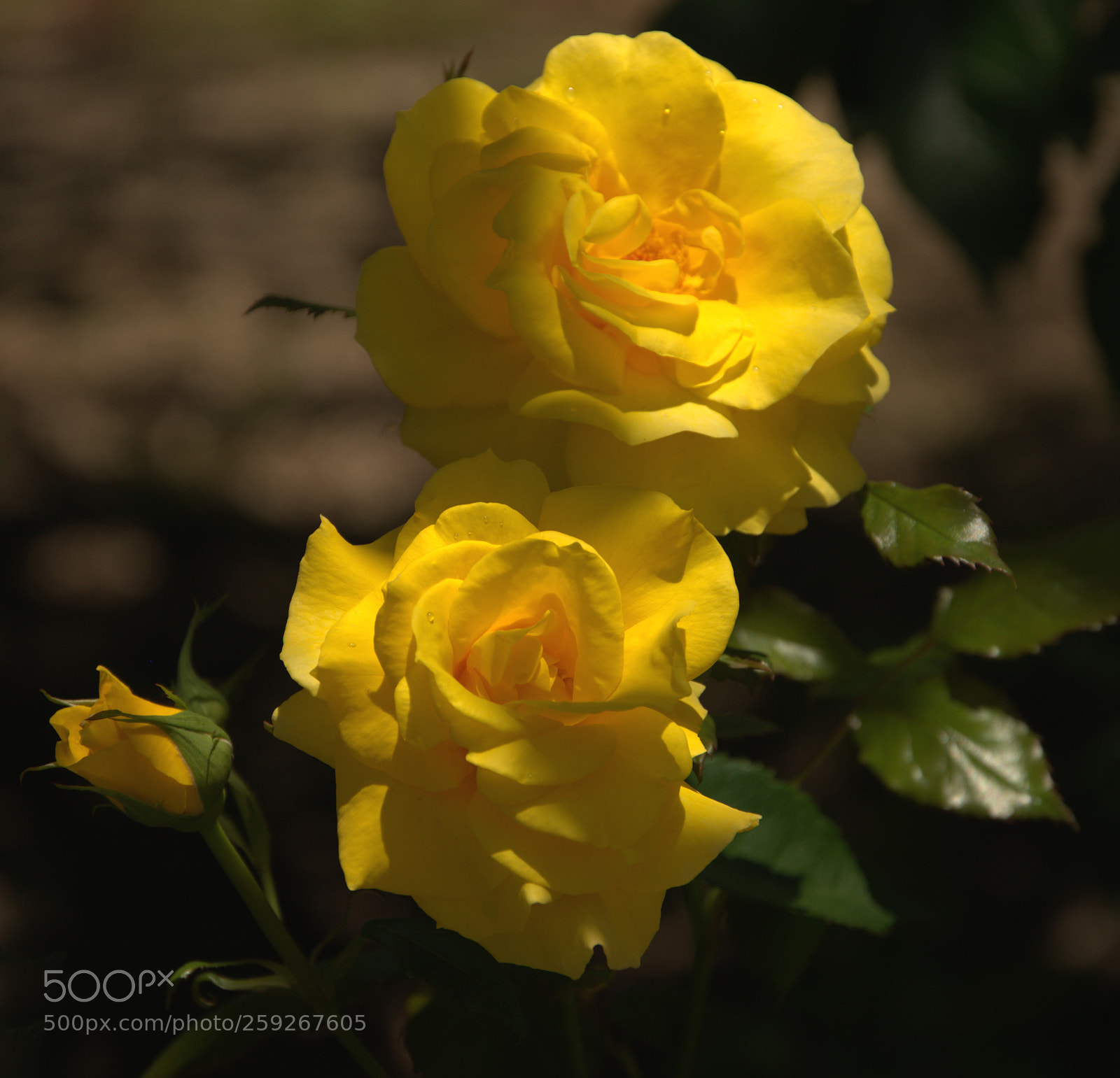 Nikon D800 sample photo. Roses photography