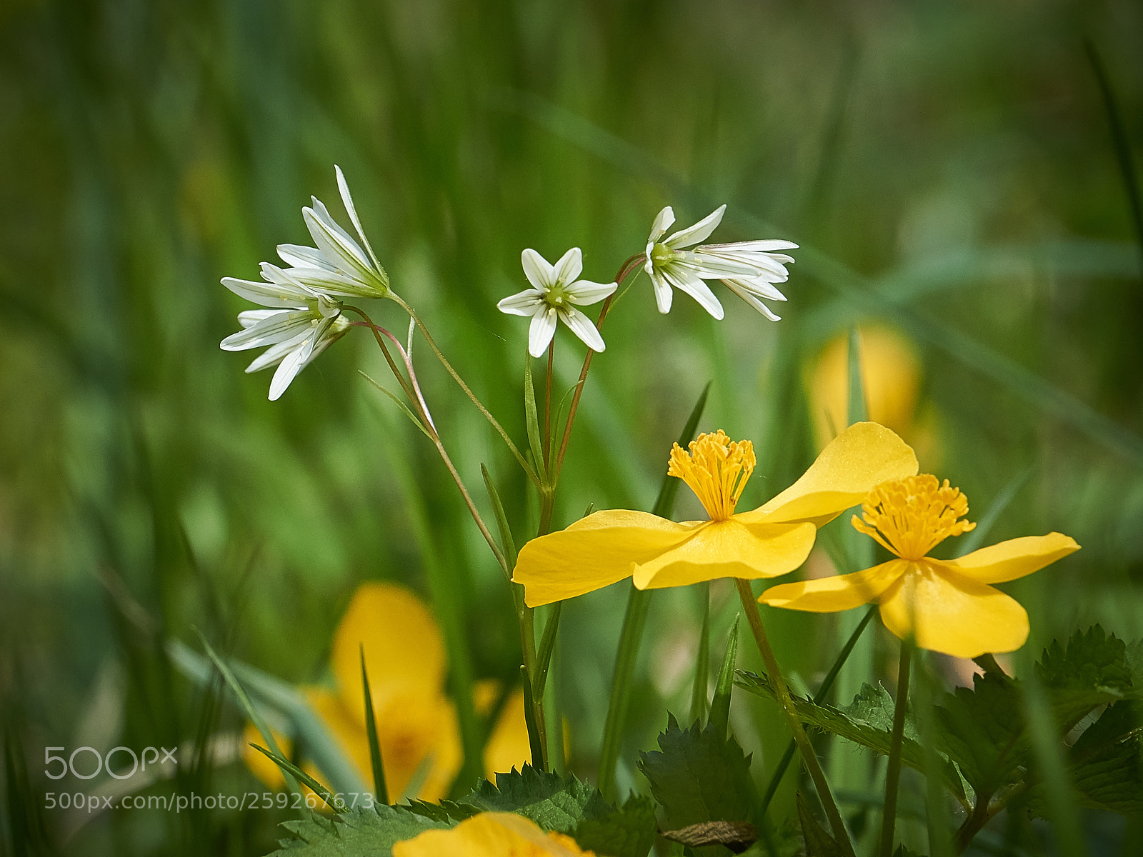Sony a6000 sample photo. Dsc01661_1.jpg photography