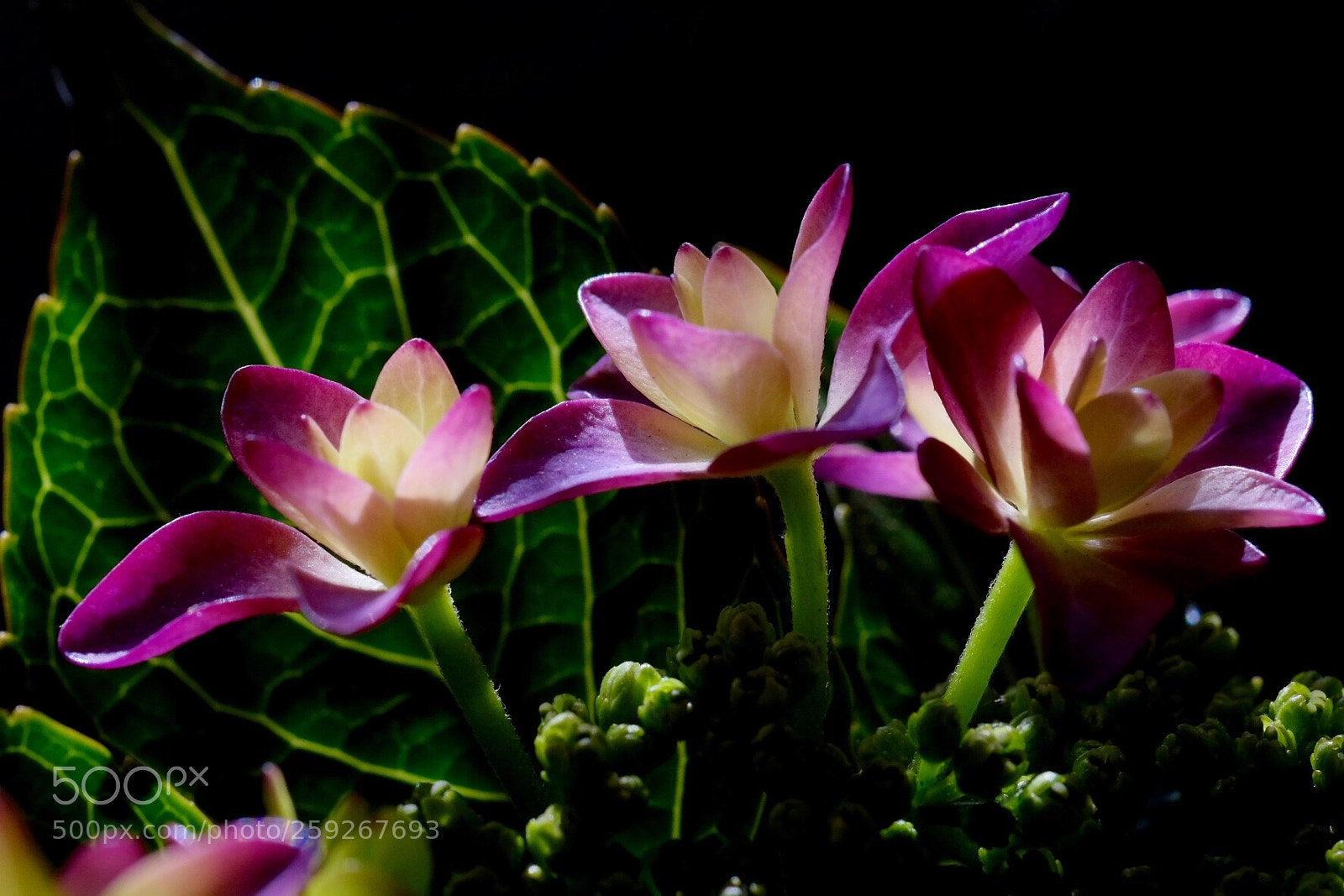 Fujifilm X-E2 sample photo. Hydrangea photography