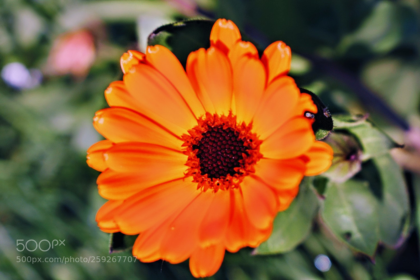 Nikon D3400 sample photo. Orange flower photography