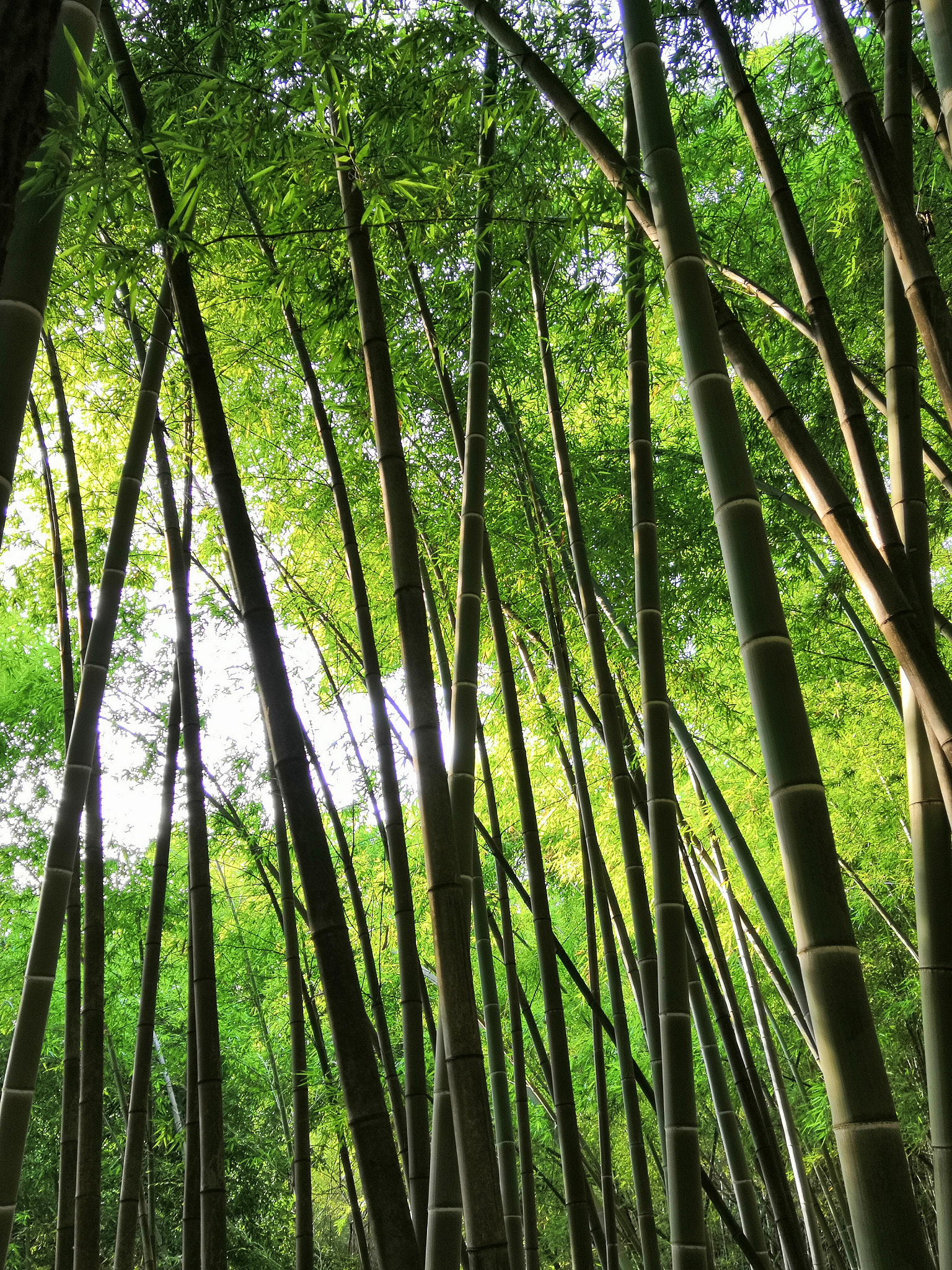 HUAWEI Honor 10 sample photo. Bamboo forest photography