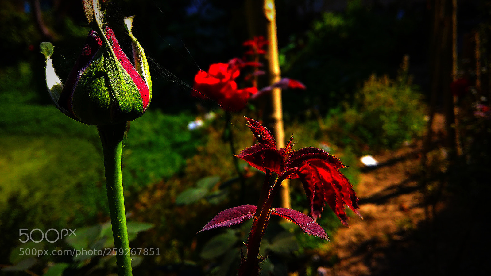 Xiaomi Redmi Note 4 sample photo. Untitled photography