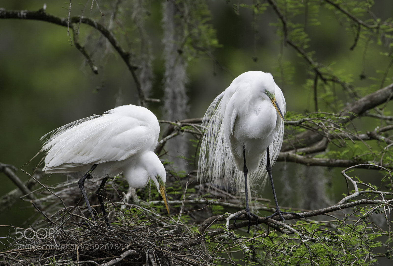 Nikon D850 sample photo. Egrets at the nest... photography
