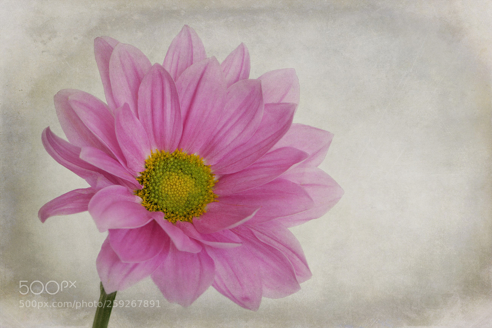 Nikon D850 sample photo. Chrysantheme photography