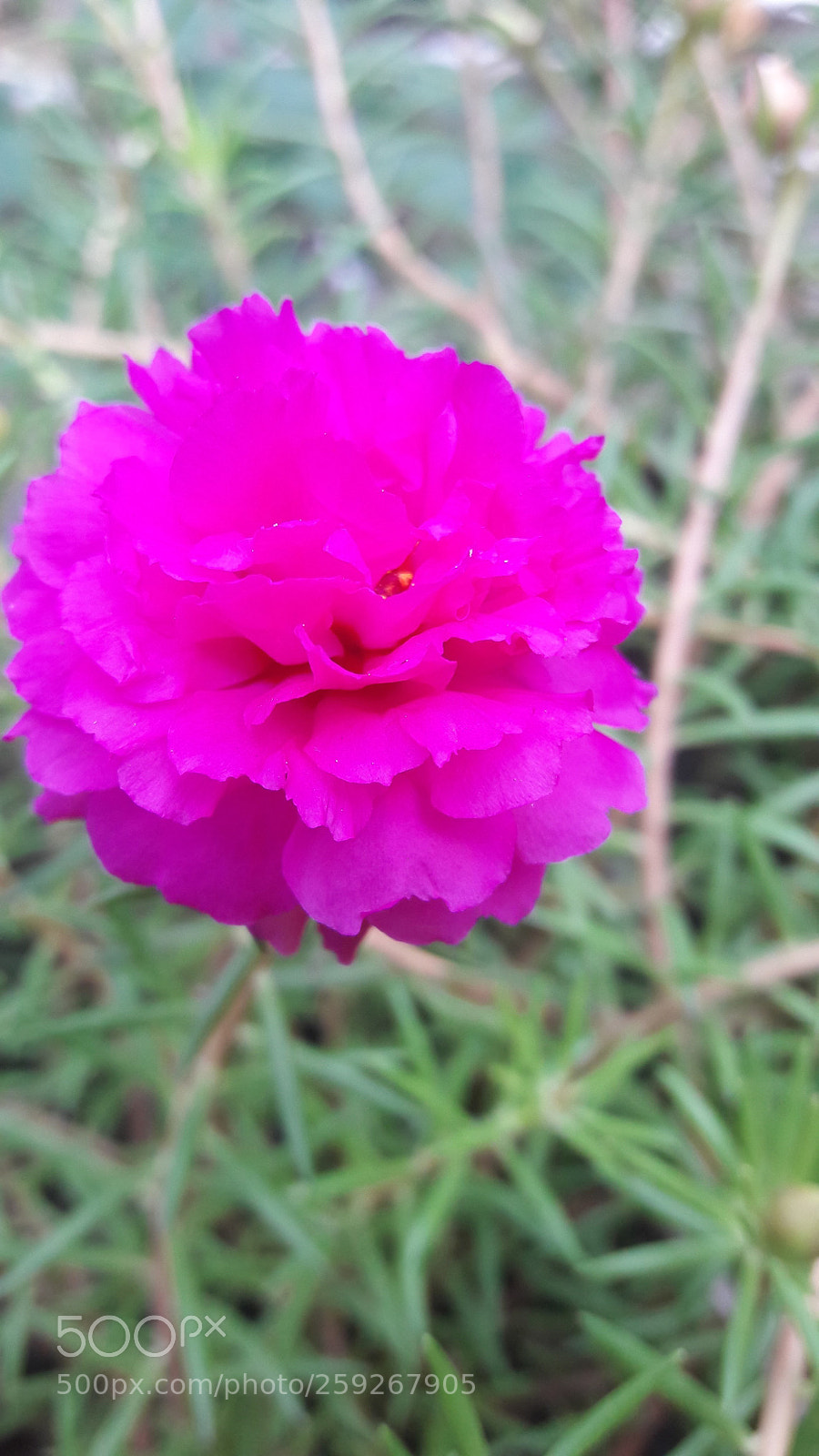 Samsung Galaxy J7 sample photo. Flower wallpaper photography