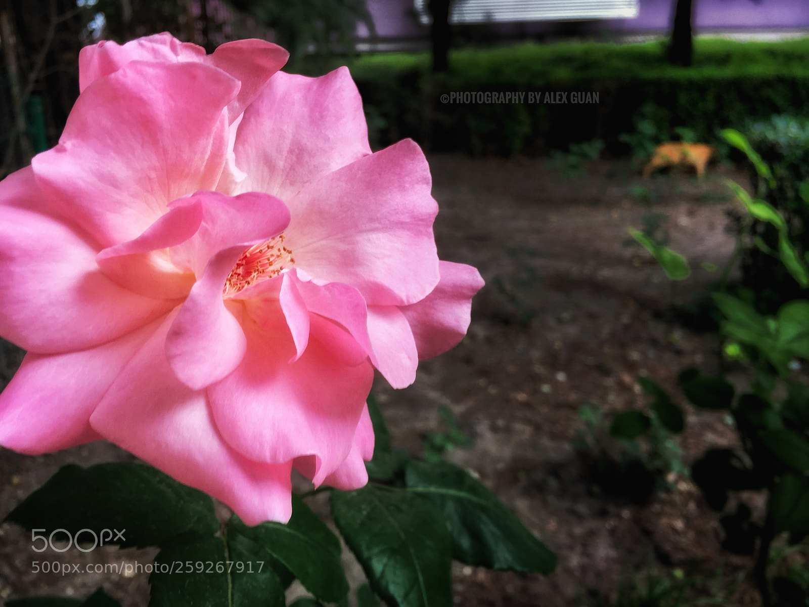 Apple iPhone 6 Plus sample photo. Rose and cat photography