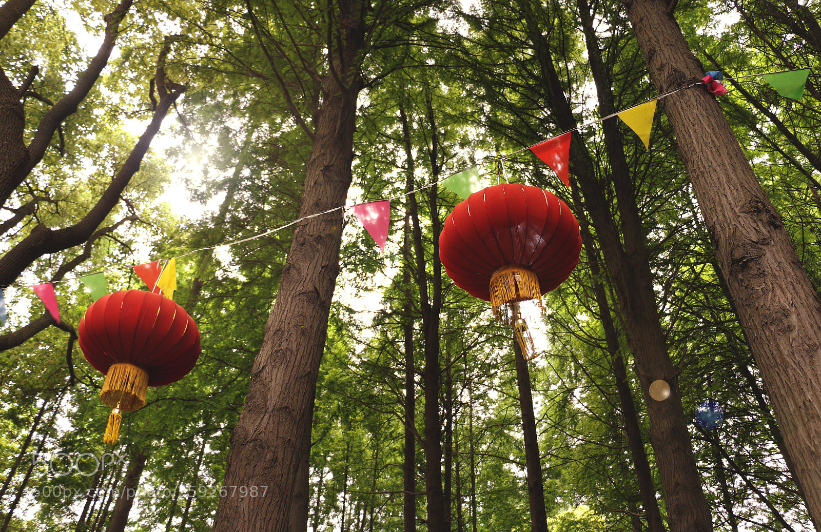 Canon EOS 70D sample photo. Lanterns in the trees photography