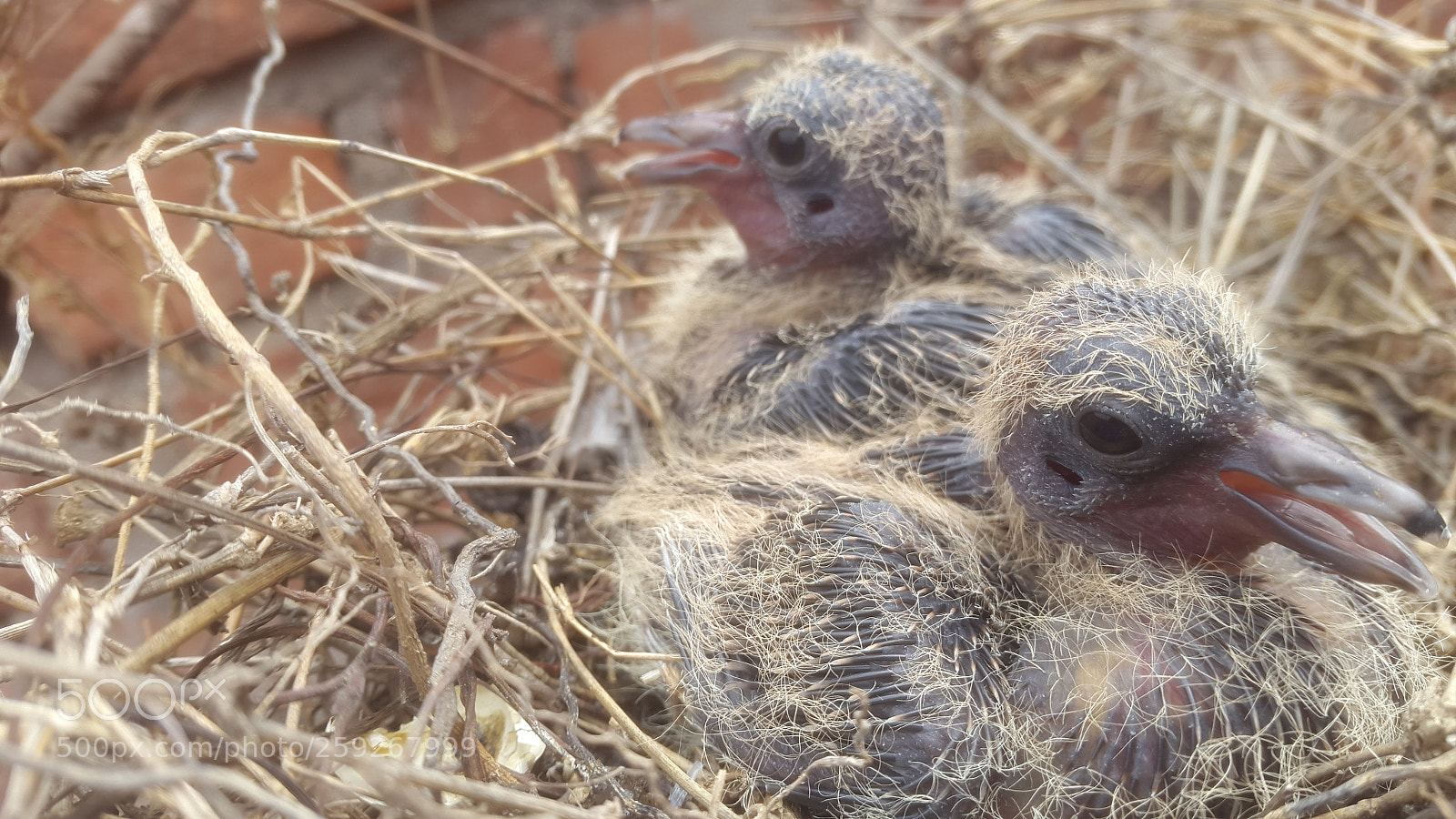 Samsung Galaxy S5 sample photo. Chicky in nest photography