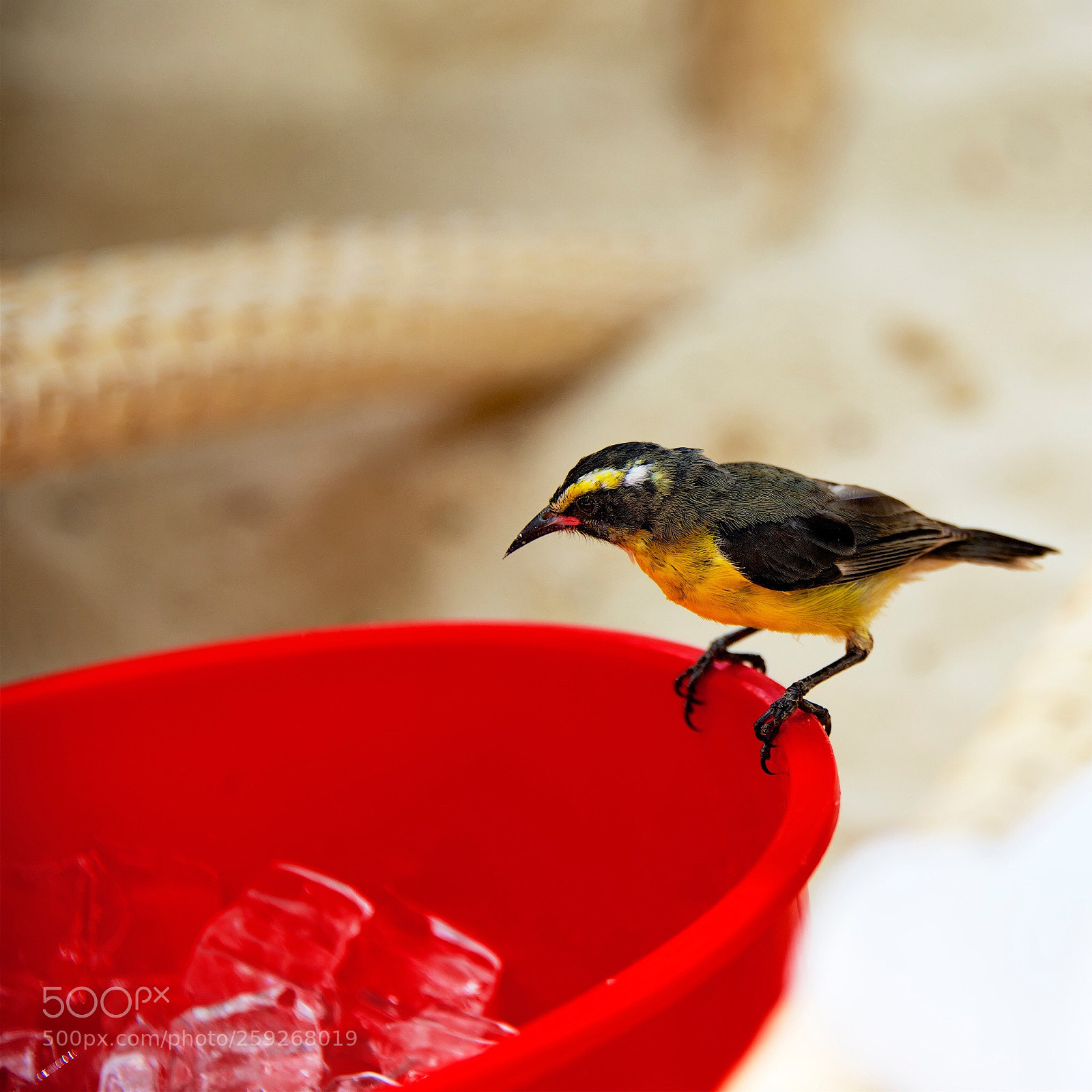 Nikon D800 sample photo. Refreshment please photography