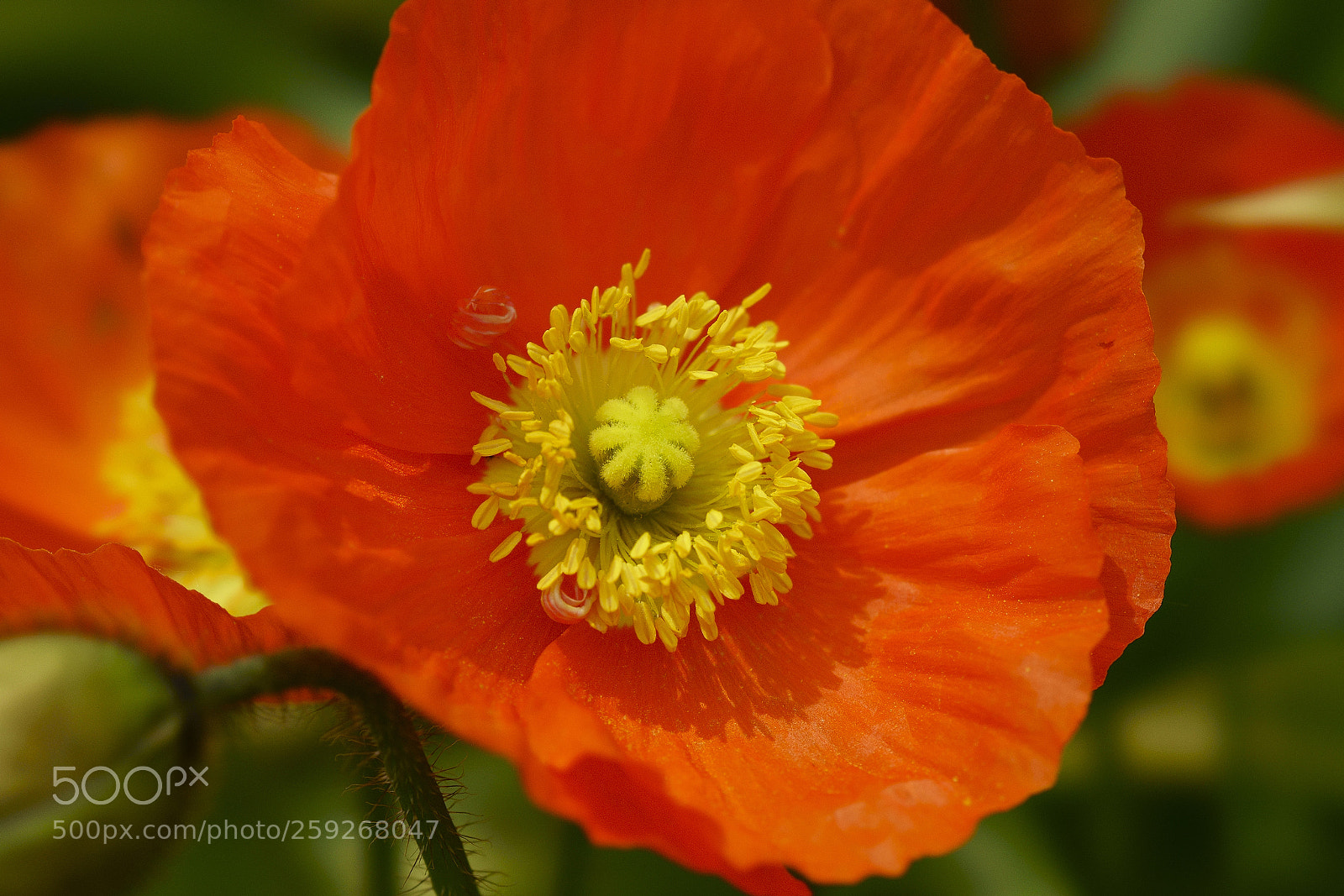 Sony a7R II sample photo. The beauty photography