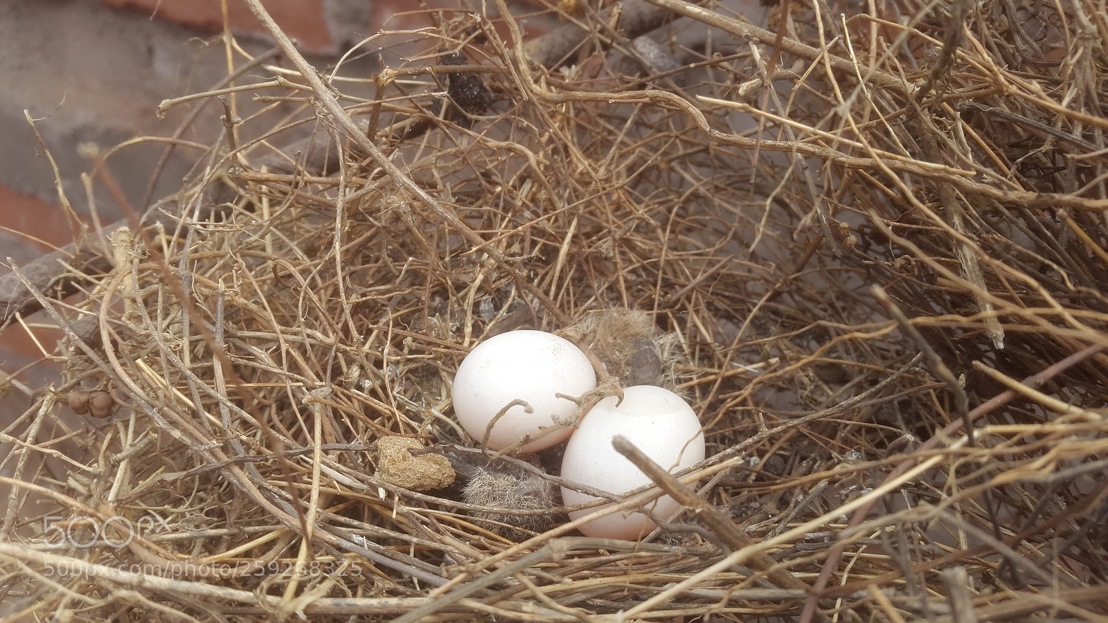 Samsung Galaxy S5 sample photo. Bird's egg photography