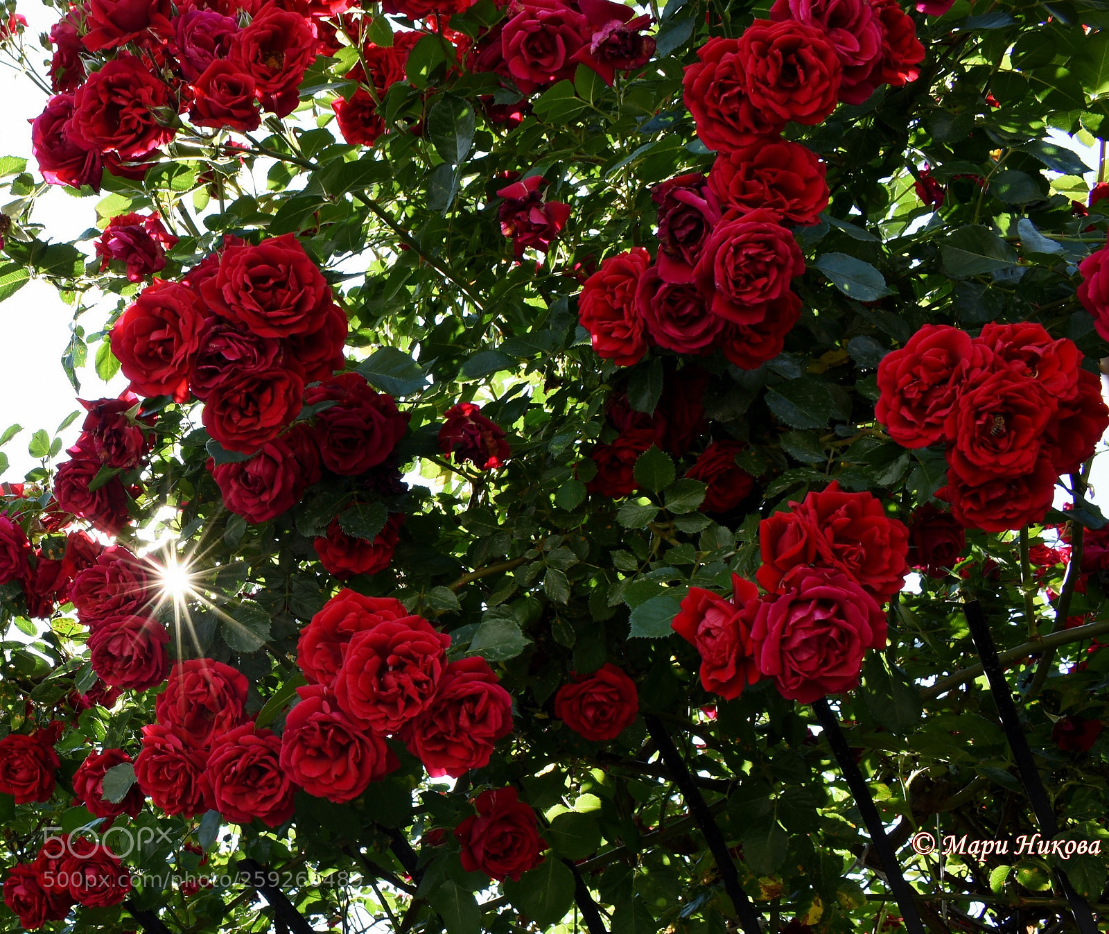 Nikon D3400 sample photo. Red roses photography