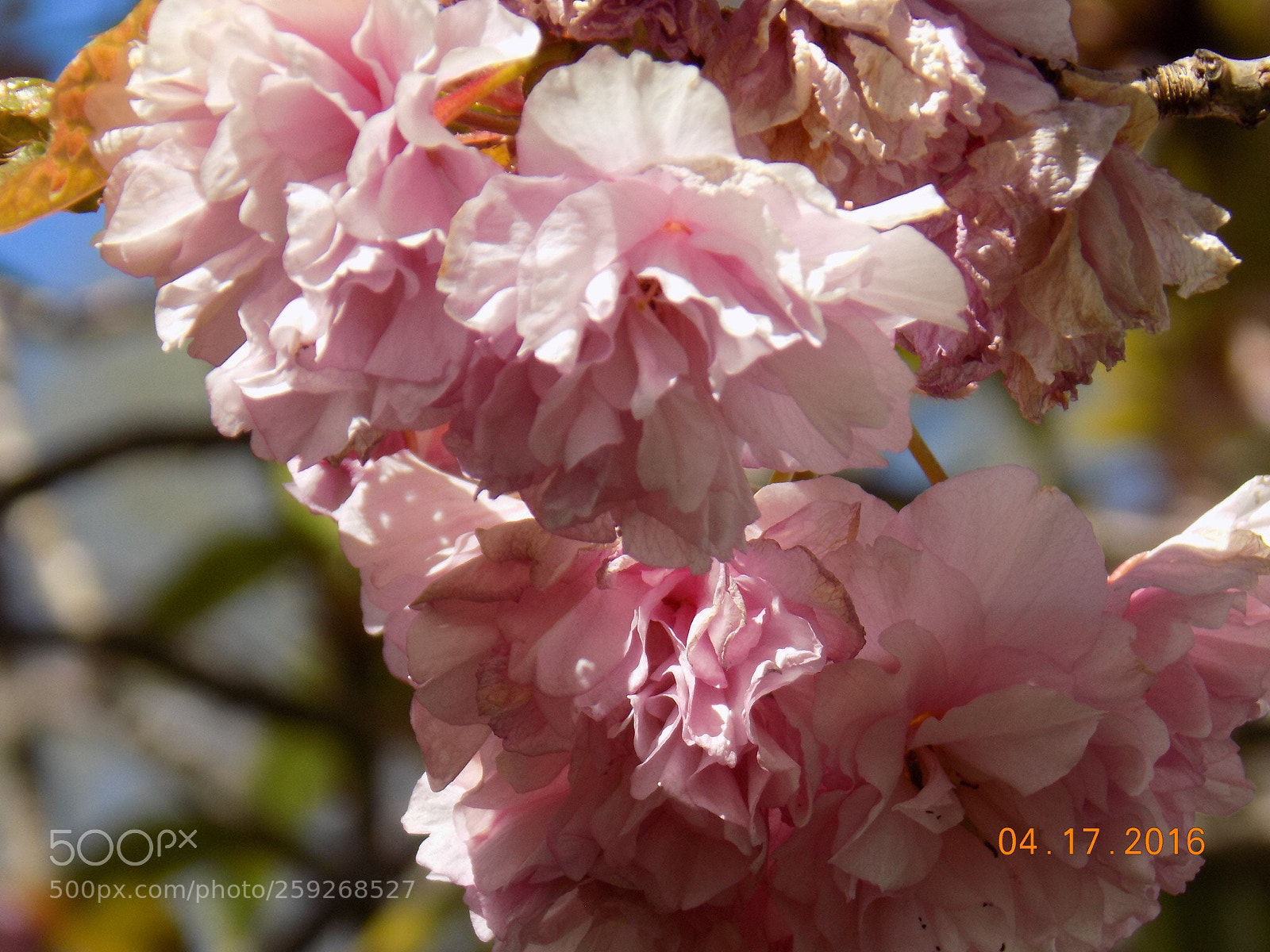 Nikon COOLPIX L340 sample photo. Cherry blossoms  photography