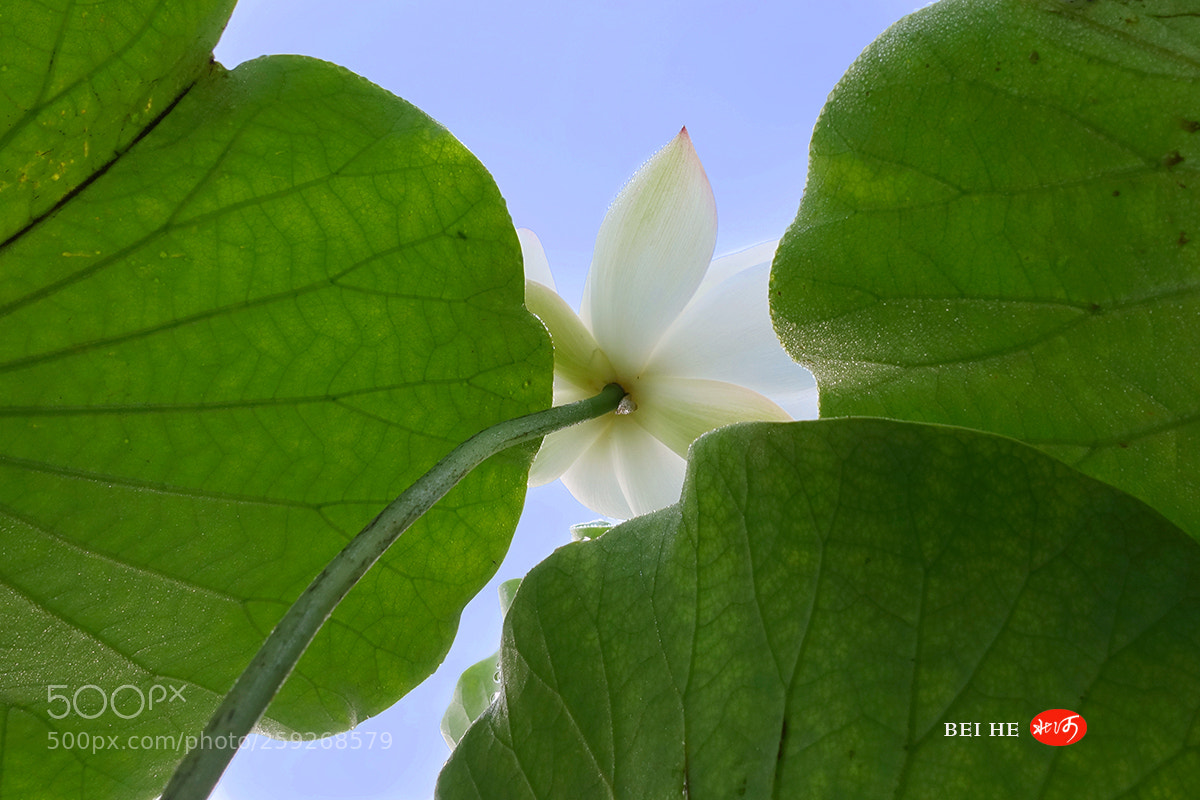 Sony Cyber-shot DSC-RX100 III sample photo. 向往 photography