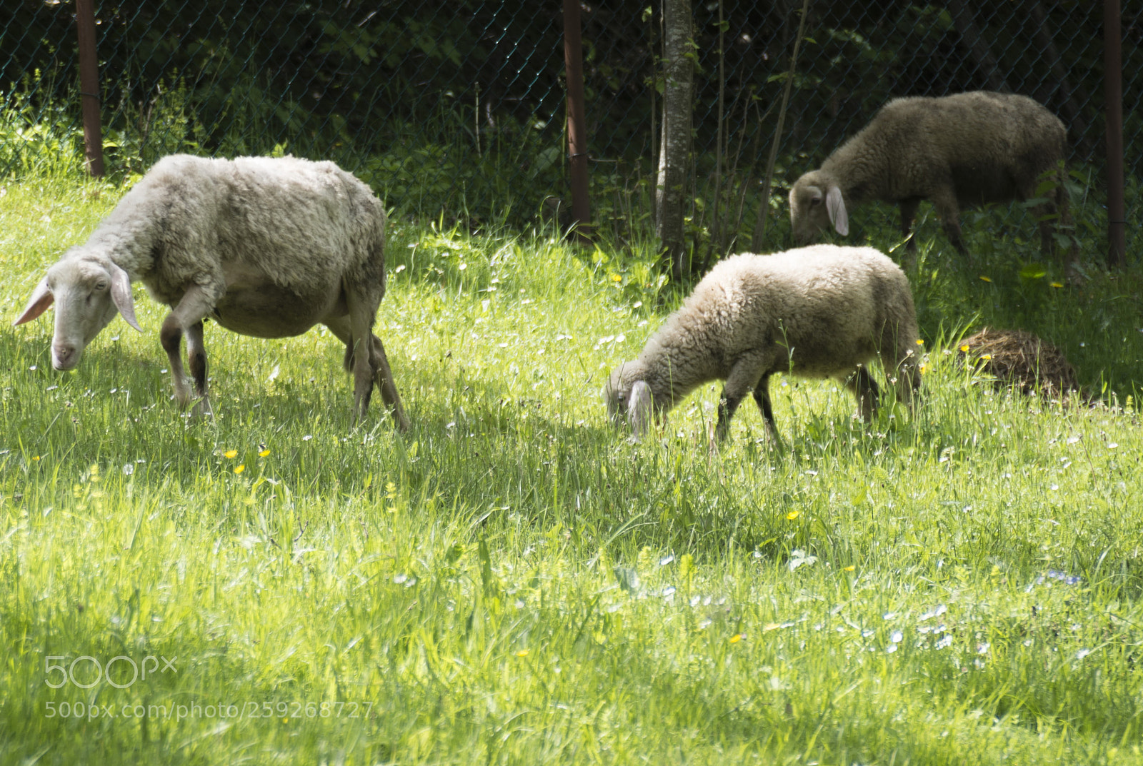 Pentax K-30 sample photo. Pecore photography