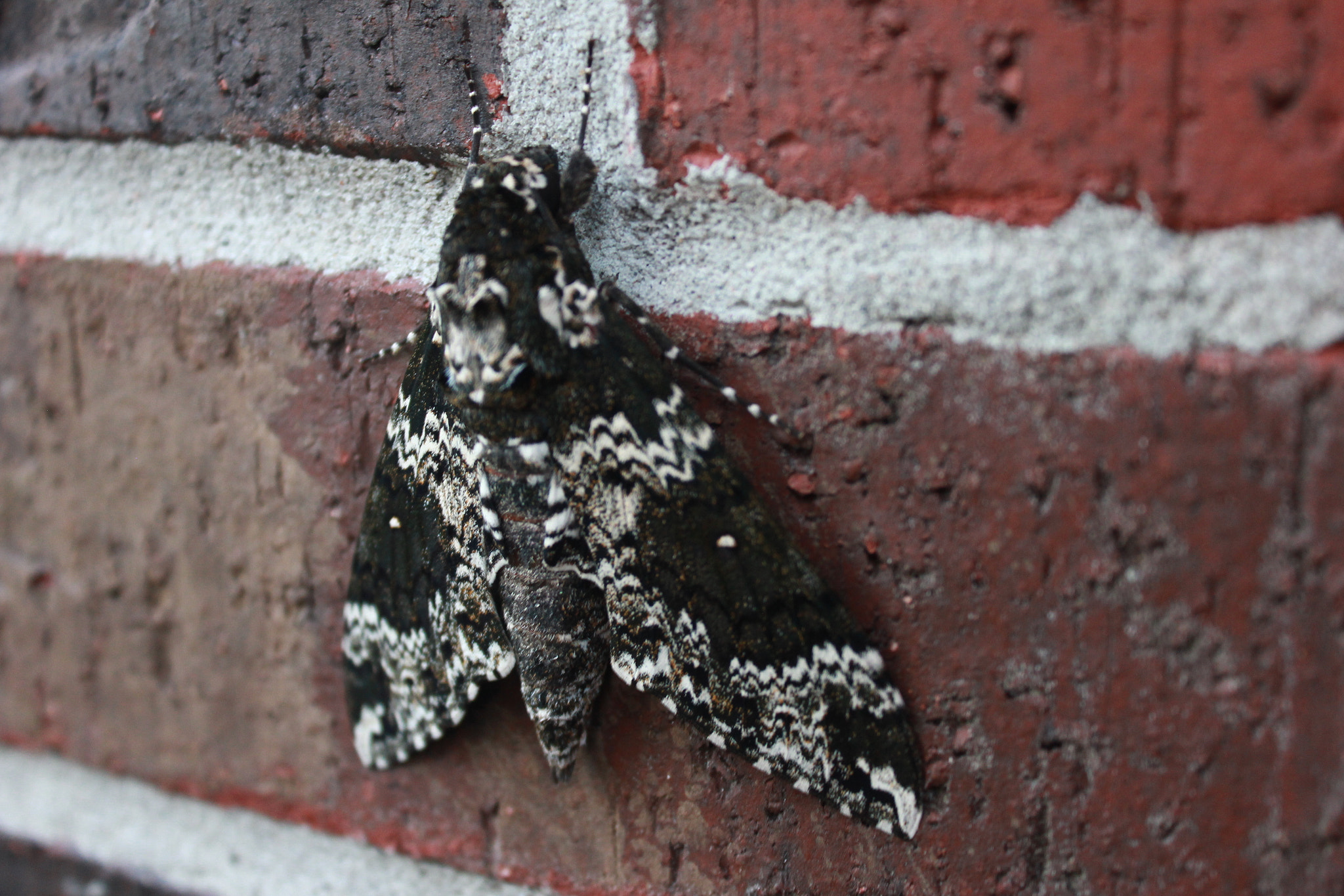 Canon EOS 550D (EOS Rebel T2i / EOS Kiss X4) sample photo. Moth? butterfly? i don't know... photography