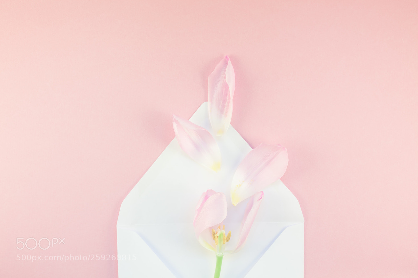 Canon EOS 5D Mark II sample photo. Pink tulip with petals photography