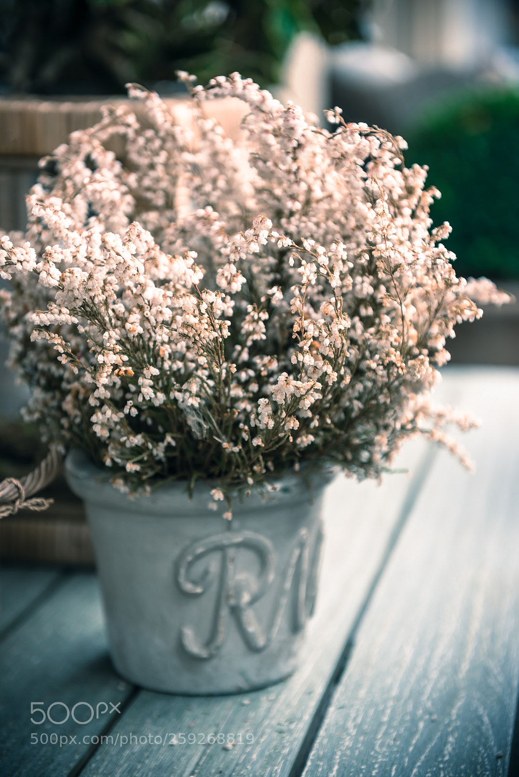 Nikon D810 sample photo. Potted white heather flowers photography