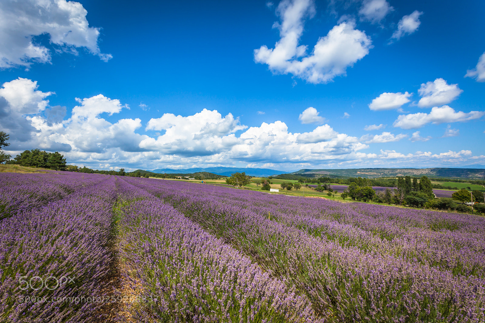 Canon EOS 5D Mark II sample photo. Lavender field in provence photography