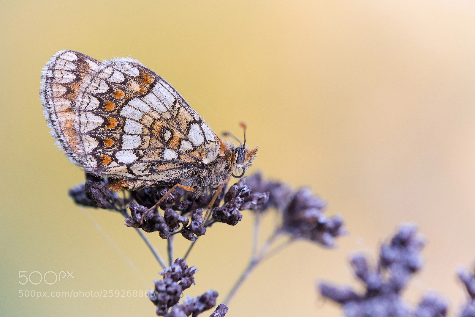 Sony SLT-A99V sample photo. Heath fritillary photography