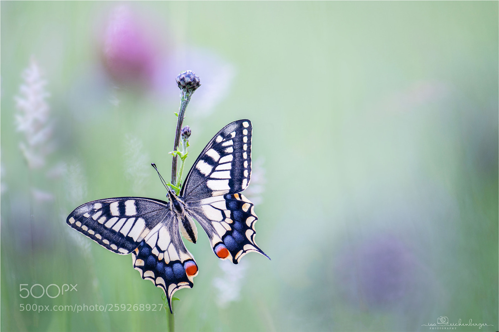 Nikon D850 sample photo. Papilio machaon photography