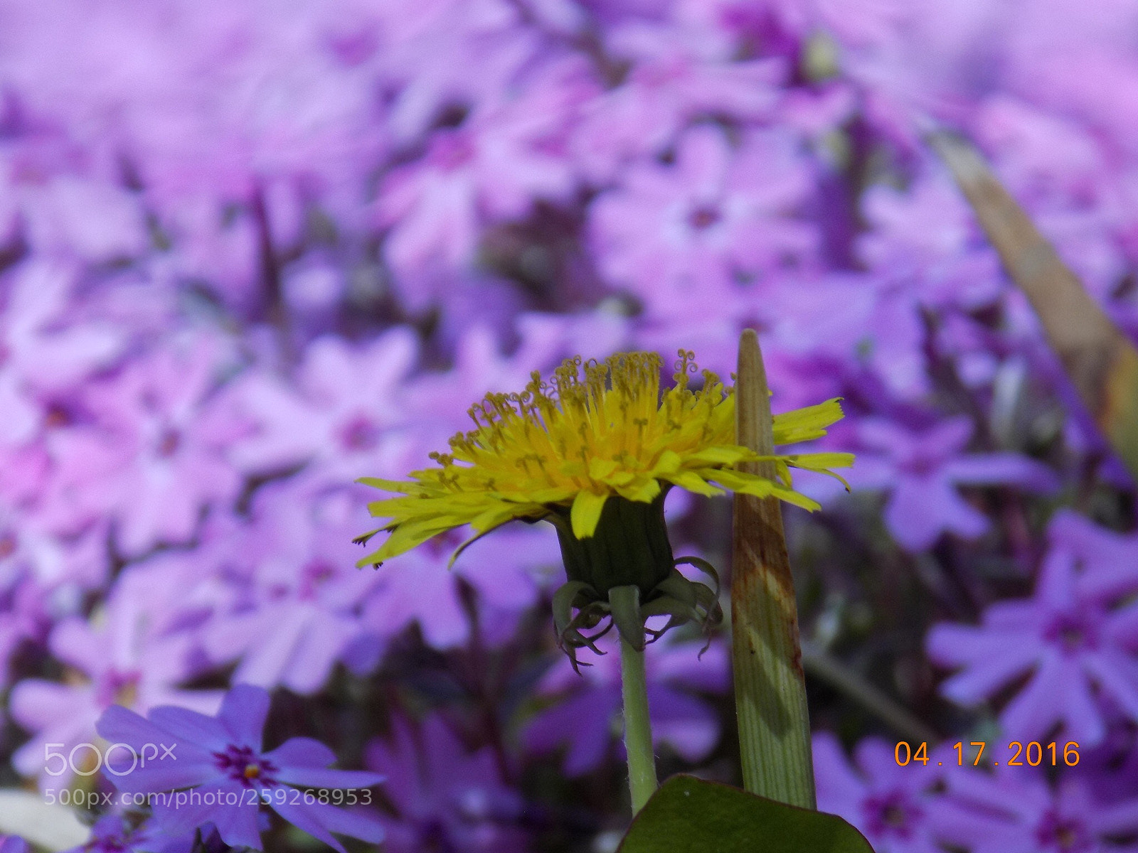 Nikon COOLPIX L340 sample photo. A standout flower photography